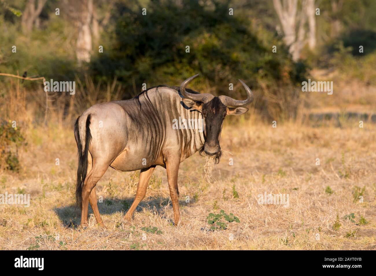 Ein wildebester im South Luangwa National Park im Osten Sambias. Stockfoto