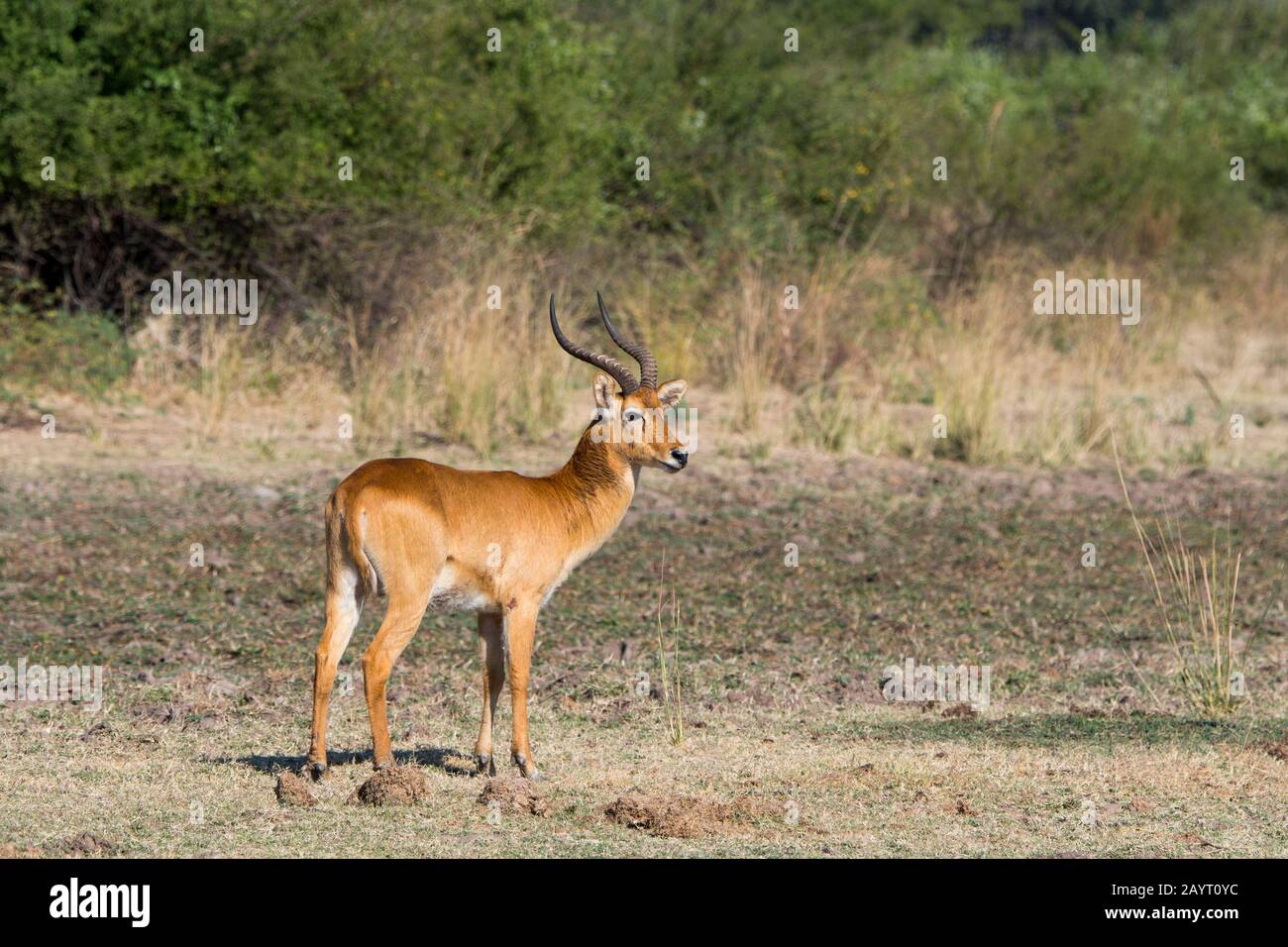 Eine männliche Antilope aus Puku (Kobus vardonii) im Süd-Luangwa-Nationalpark im Osten Sambias. Stockfoto