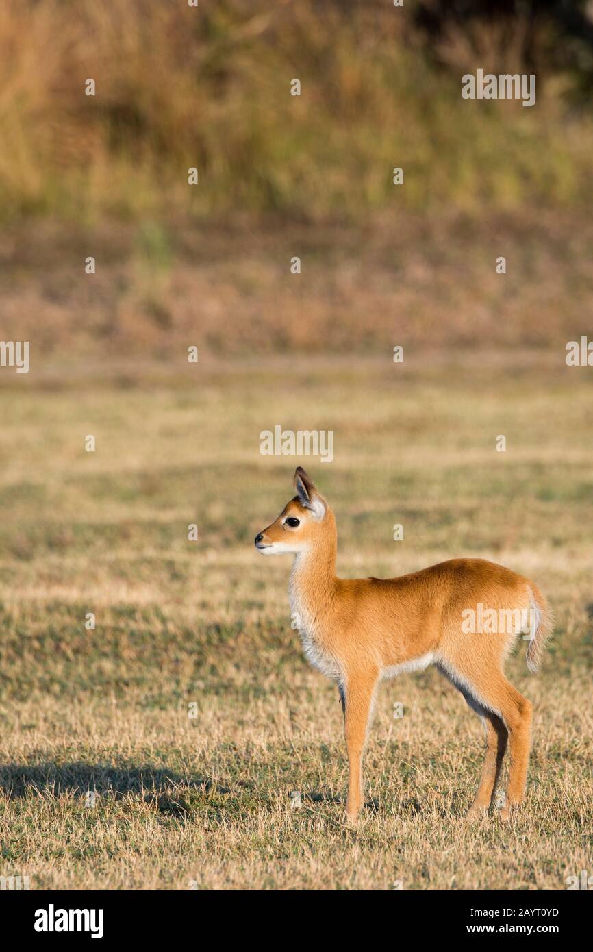 Ein Puku (Kobus vardonii) Baby im South Luangwa National Park im Osten Sambias. Stockfoto