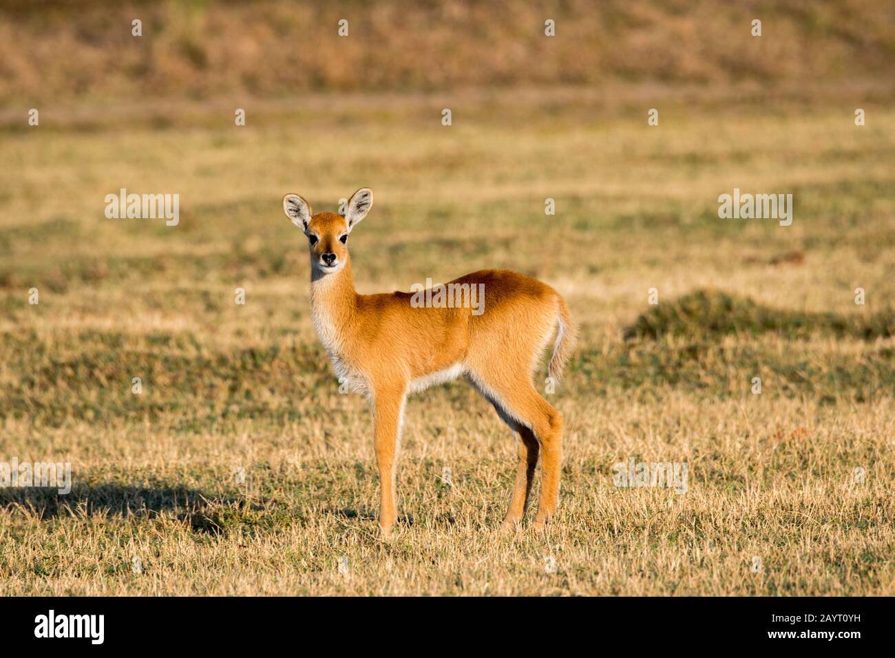 Ein Puku (Kobus vardonii) Baby im South Luangwa National Park im Osten Sambias. Stockfoto