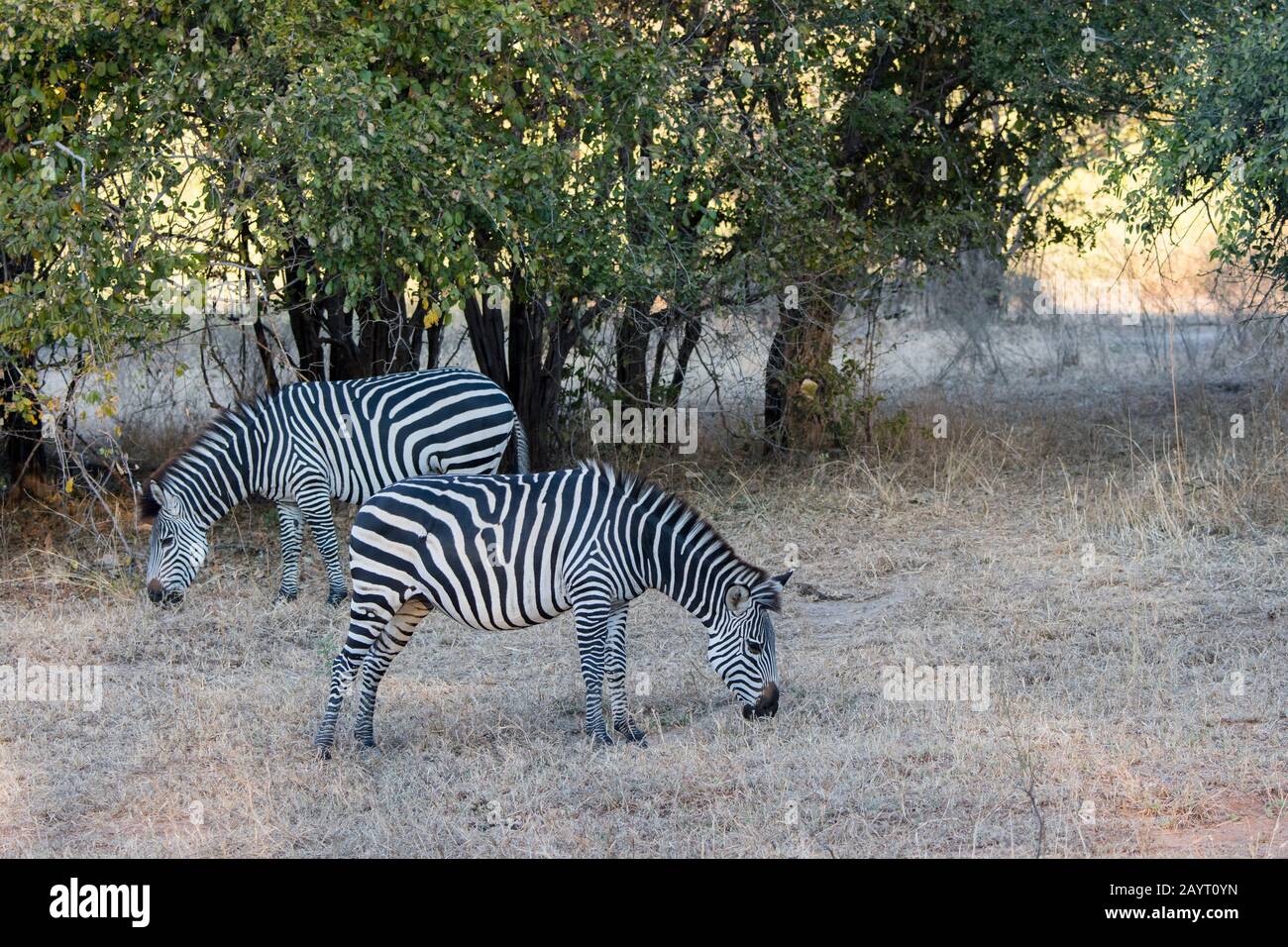 Crawshays Zebra (Equus quagga crawshayi) beweidet im South Luangwa National Park im Osten Sambias. Stockfoto