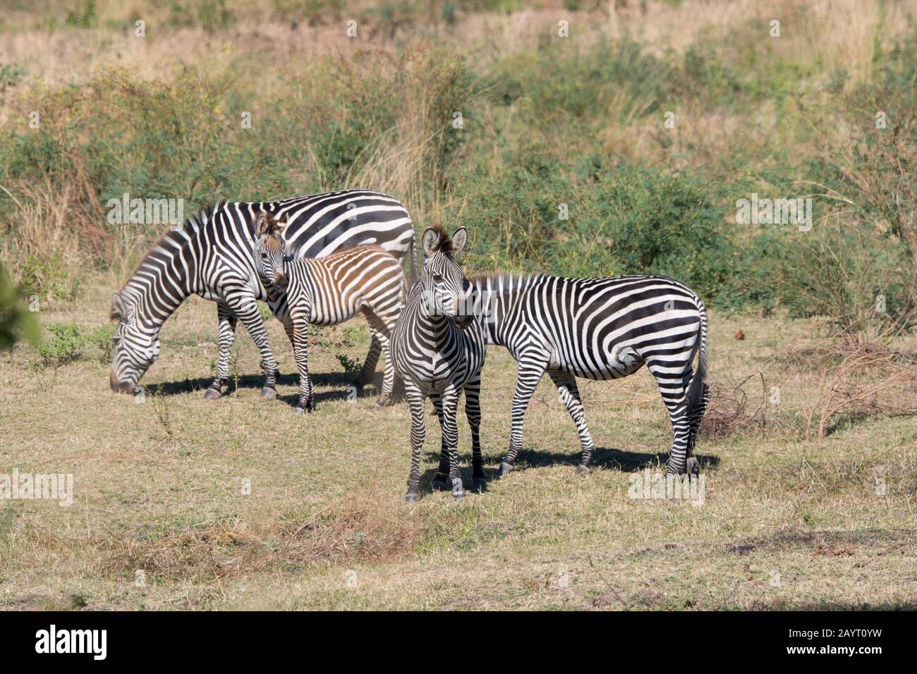 Crawshays Zebra (Equus quagga crawshayi) beweidet im South Luangwa National Park im Osten Sambias. Stockfoto