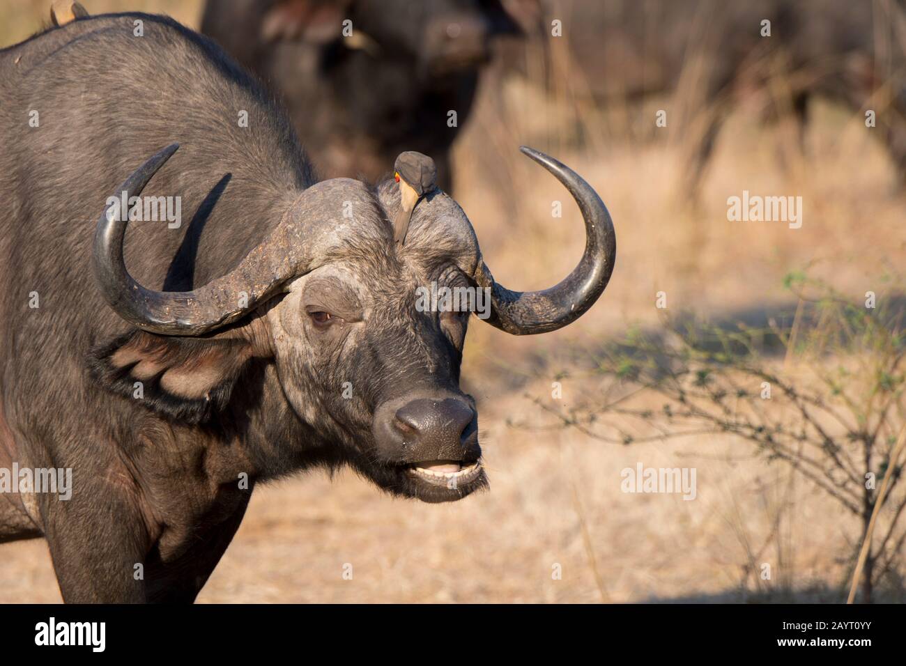 Porträt eines Kapbüffels (Syncerus caffer) im South Luangwa National Park im Osten Sambias. Stockfoto