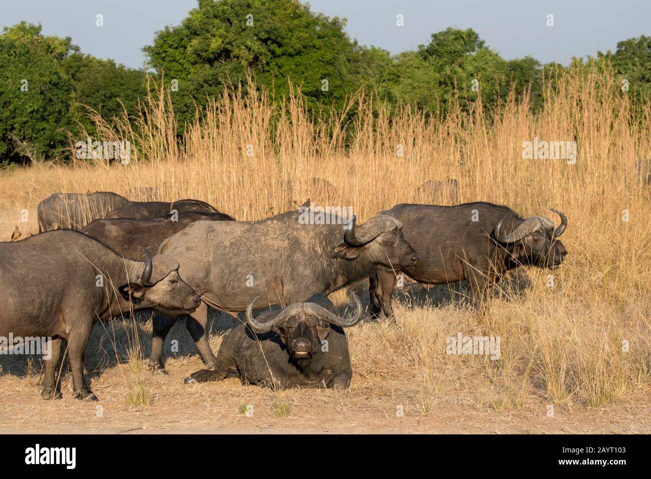 Eine Herde von Kap-Büffeln (Syncerus caffer) im South Luangwa National Park im Osten Sambias. Stockfoto
