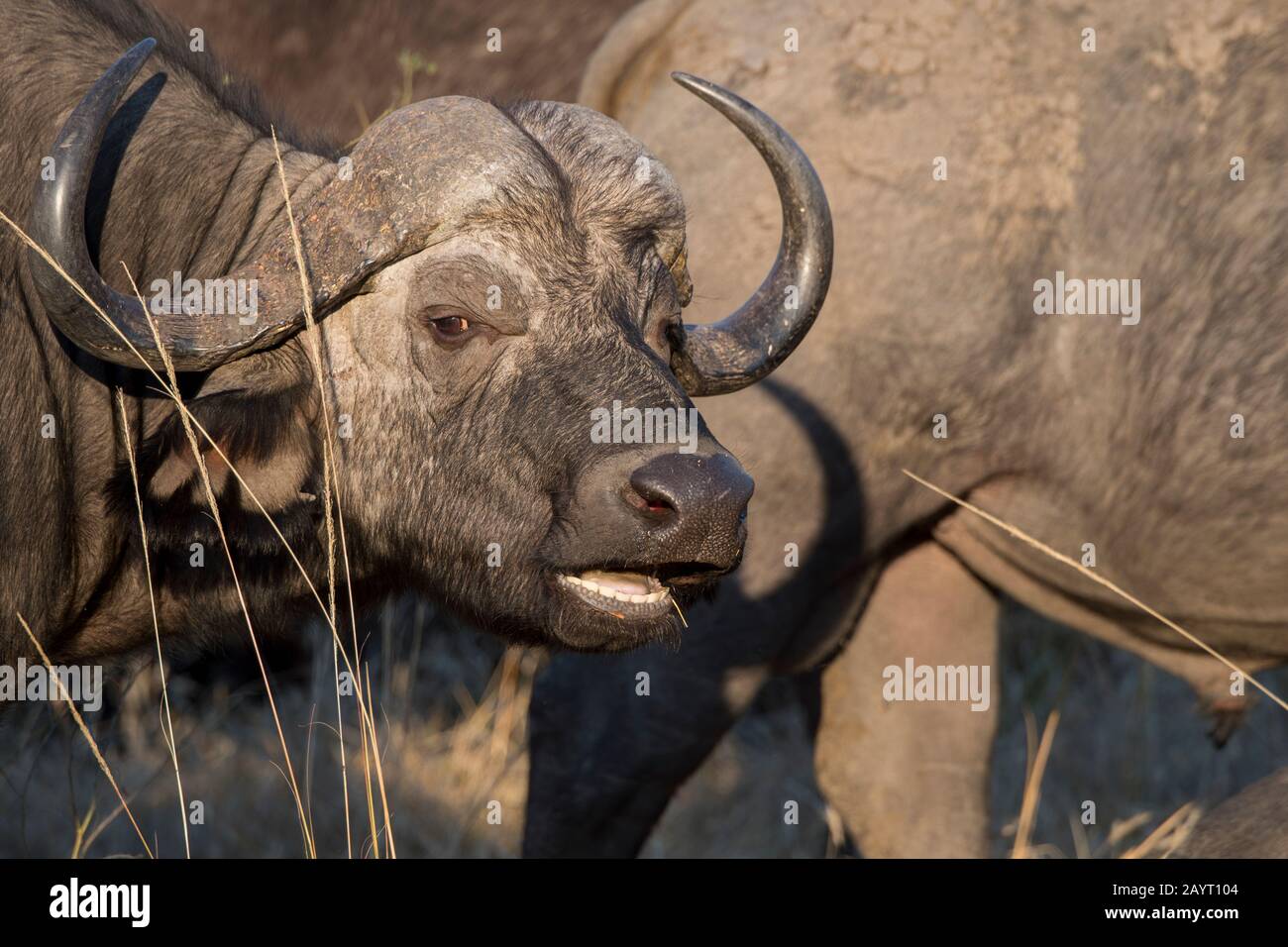 Porträt eines Kapbüffels (Syncerus caffer) im South Luangwa National Park im Osten Sambias. Stockfoto