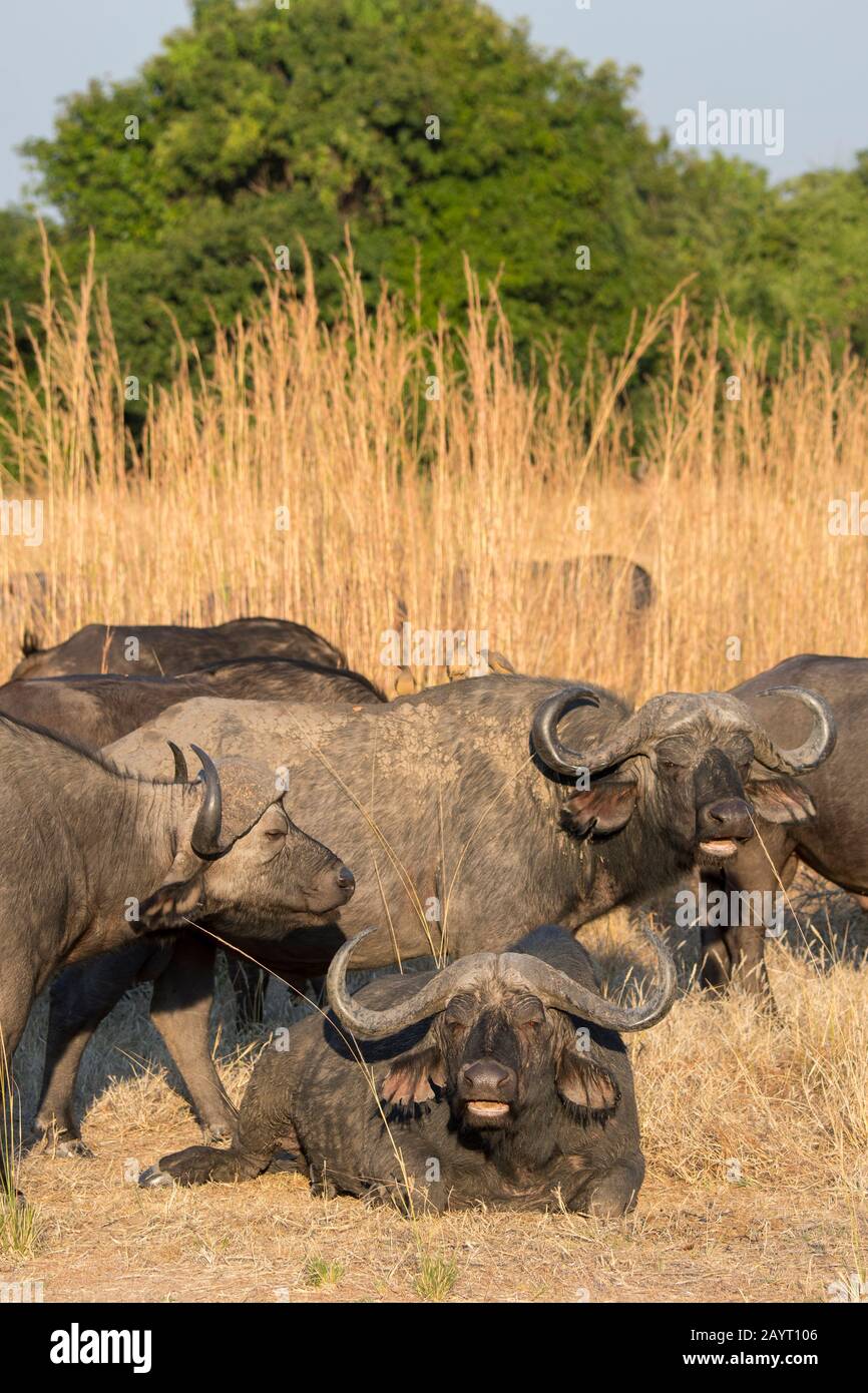 Eine Herde von Kap-Büffeln (Syncerus caffer) im South Luangwa National Park im Osten Sambias. Stockfoto