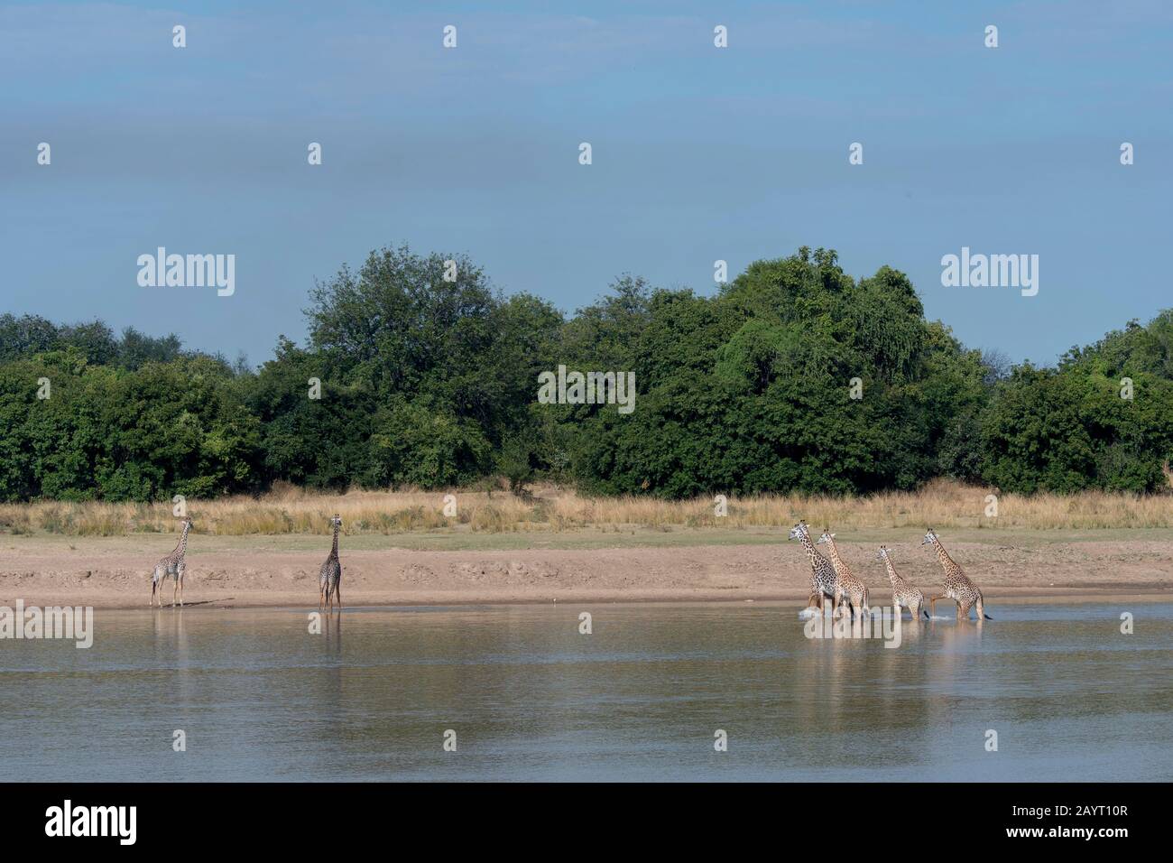 Thornicrofts Giraffen (Giraffa camelopardalis thornicrofti) am Fluss Luangwa im South Luangwa National Park im Osten Sambias. Stockfoto
