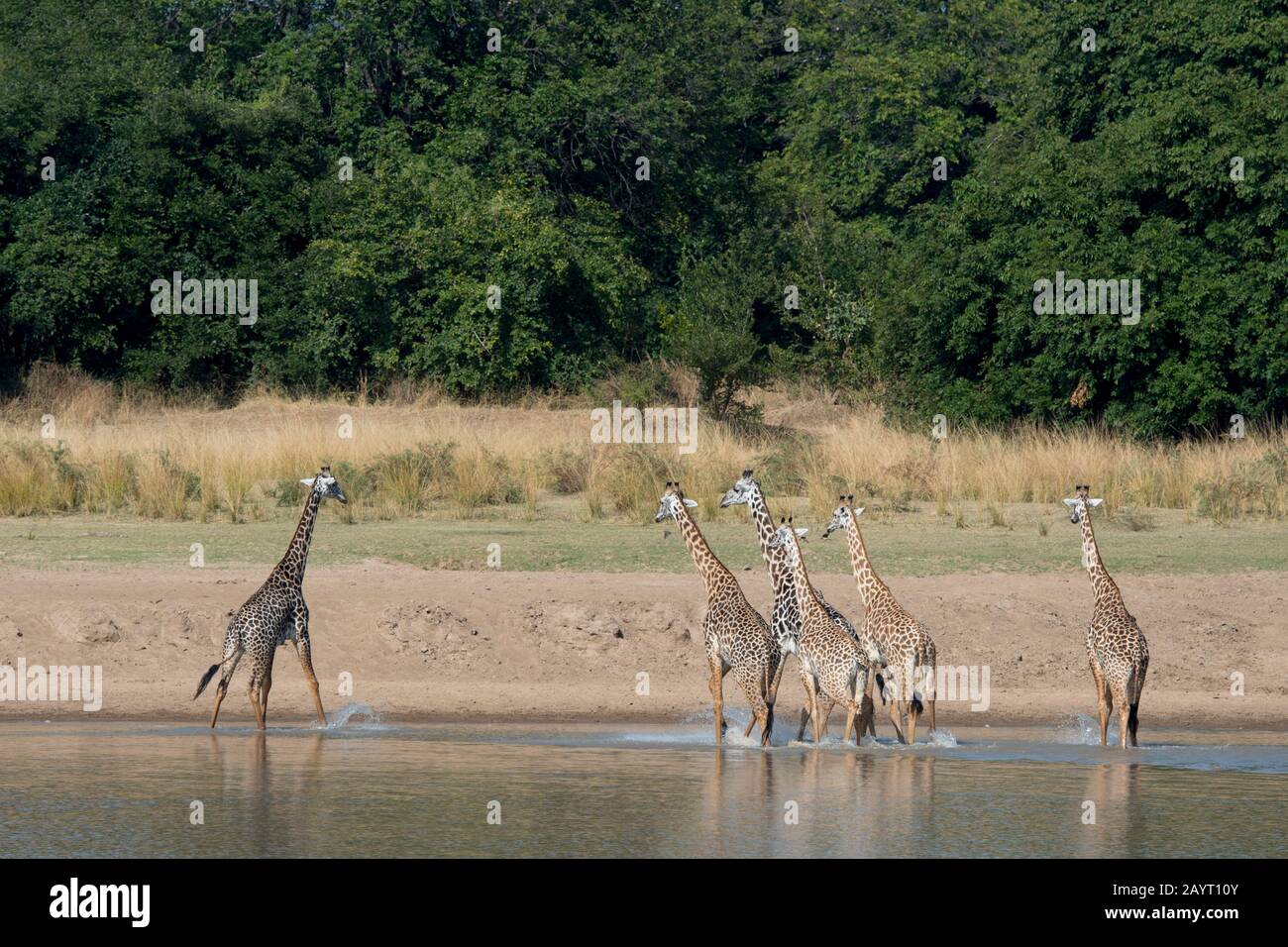 Thornicrofts Giraffen (Giraffa camelopardalis thornicrofti) am Fluss Luangwa im South Luangwa National Park im Osten Sambias. Stockfoto