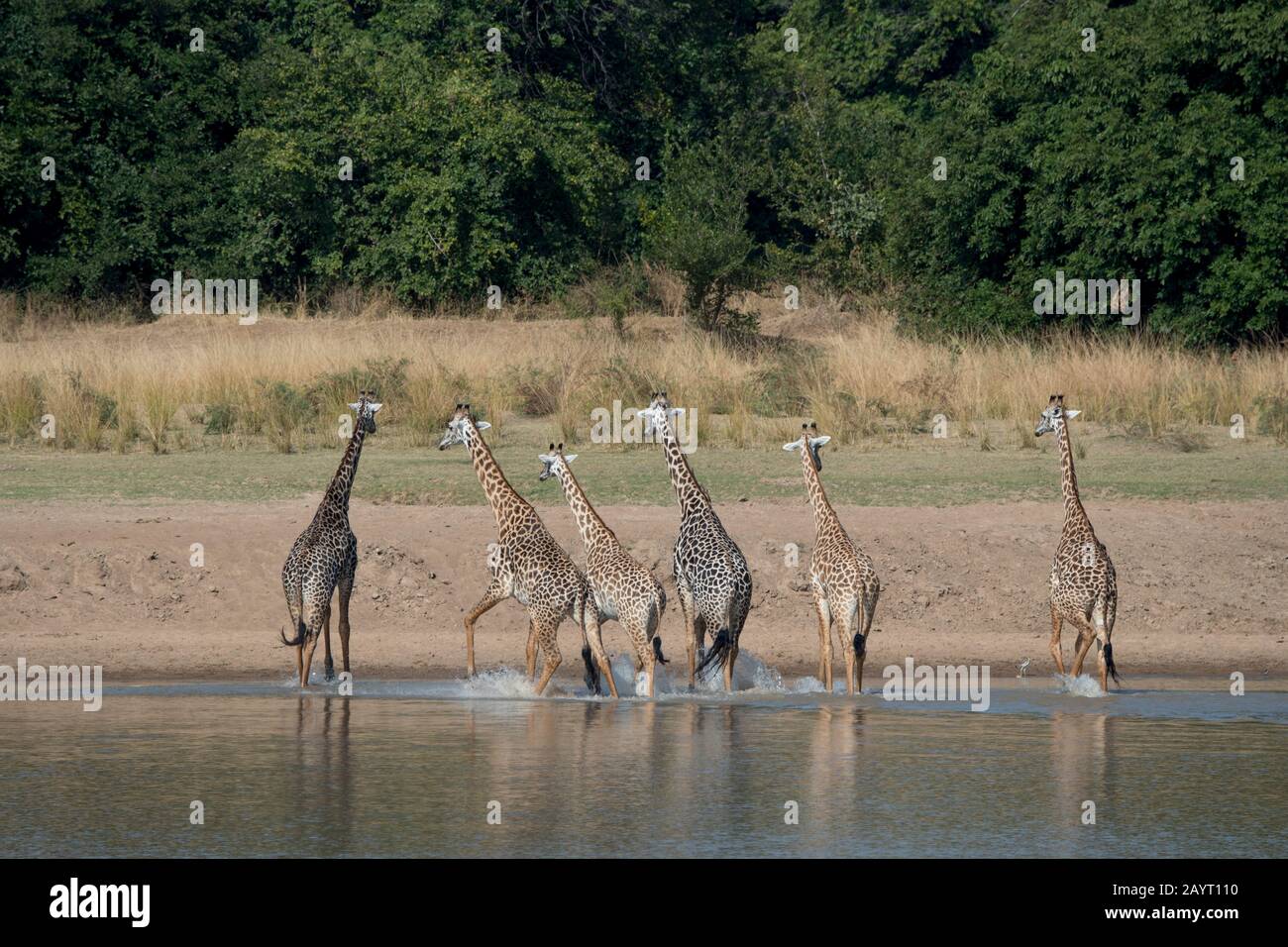 Thornicrofts Giraffen (Giraffa camelopardalis thornicrofti) am Fluss Luangwa im South Luangwa National Park im Osten Sambias. Stockfoto