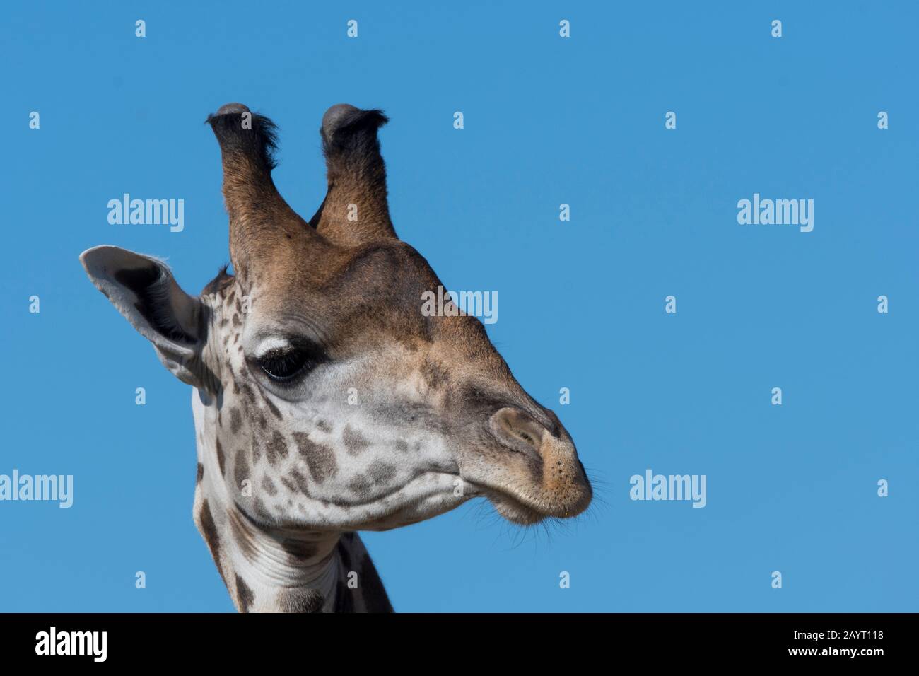 Porträt einer Giraffe aus Thornicrofts (Giraffa camelopardalis thornicrofti) im South Luangwa National Park im Osten Sambias. Stockfoto