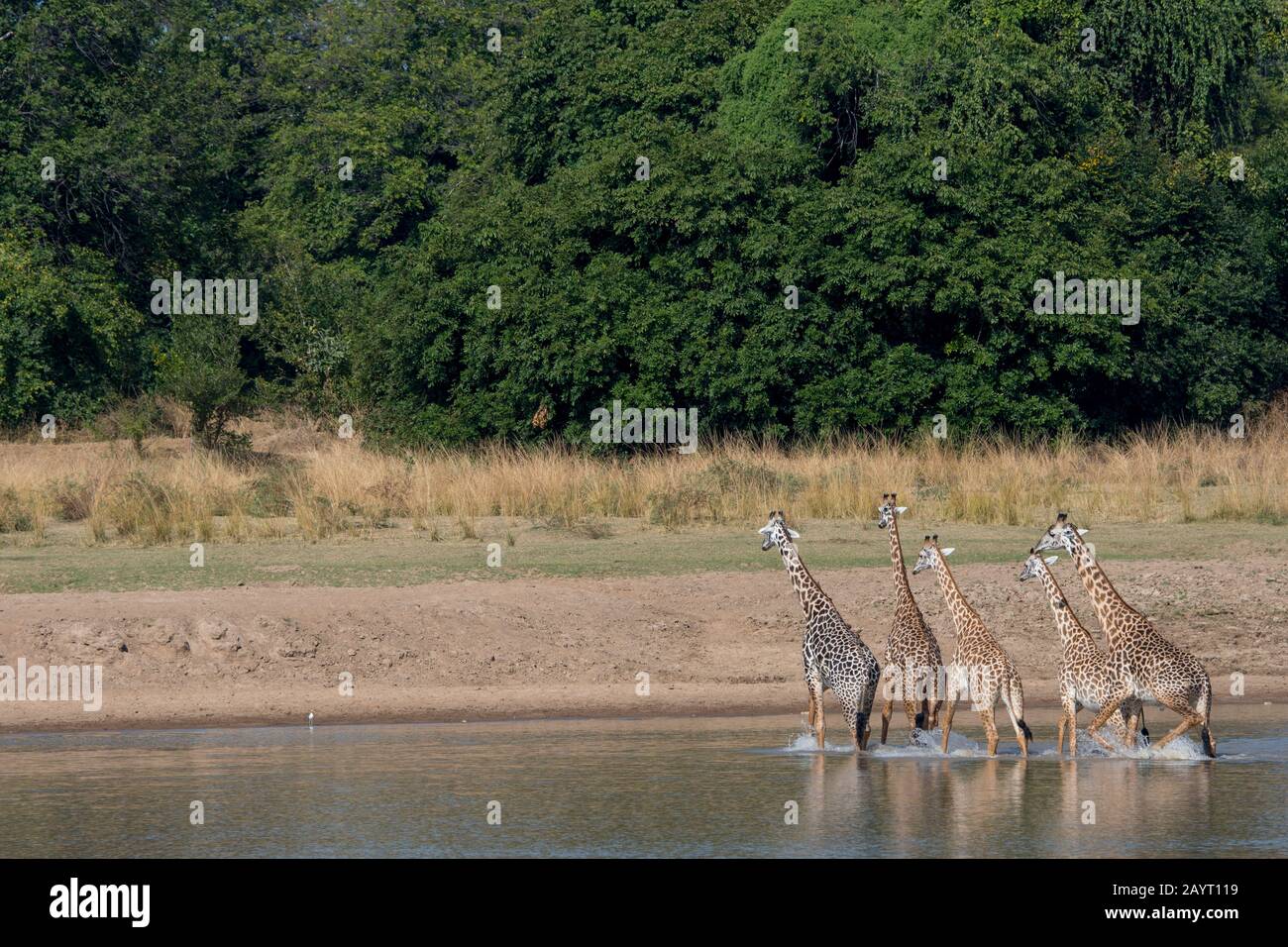 Thornicrofts Giraffen (Giraffa camelopardalis thornicrofti) am Fluss Luangwa im South Luangwa National Park im Osten Sambias. Stockfoto