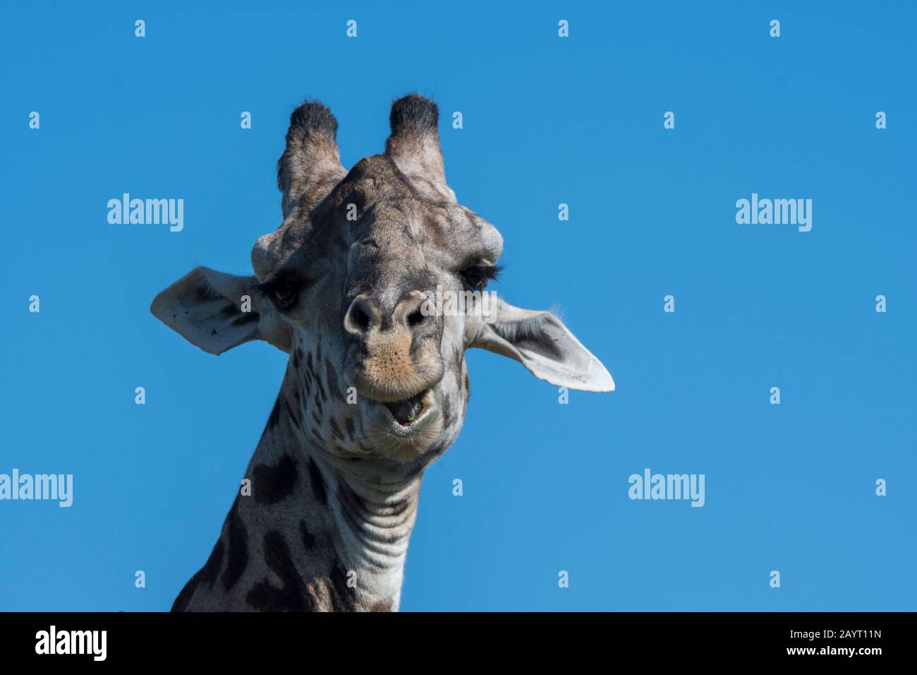 Porträt einer Giraffe aus Thornicrofts (Giraffa camelopardalis thornicrofti) im South Luangwa National Park im Osten Sambias. Stockfoto