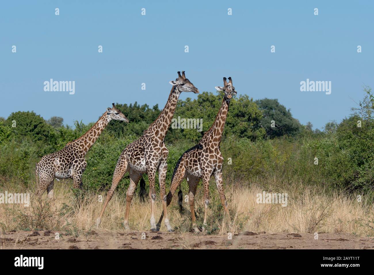 Thornicrofts Giraffe (Giraffa camelopardalis thornicrofti) im South Luangwa National Park im Osten Sambias. Stockfoto