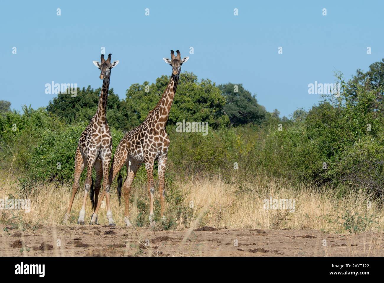Junge Thornicrofts Giraffe (Giraffa camelopardalis thornicrofti) Männer im South Luangwa National Park im Osten Sambias. Stockfoto