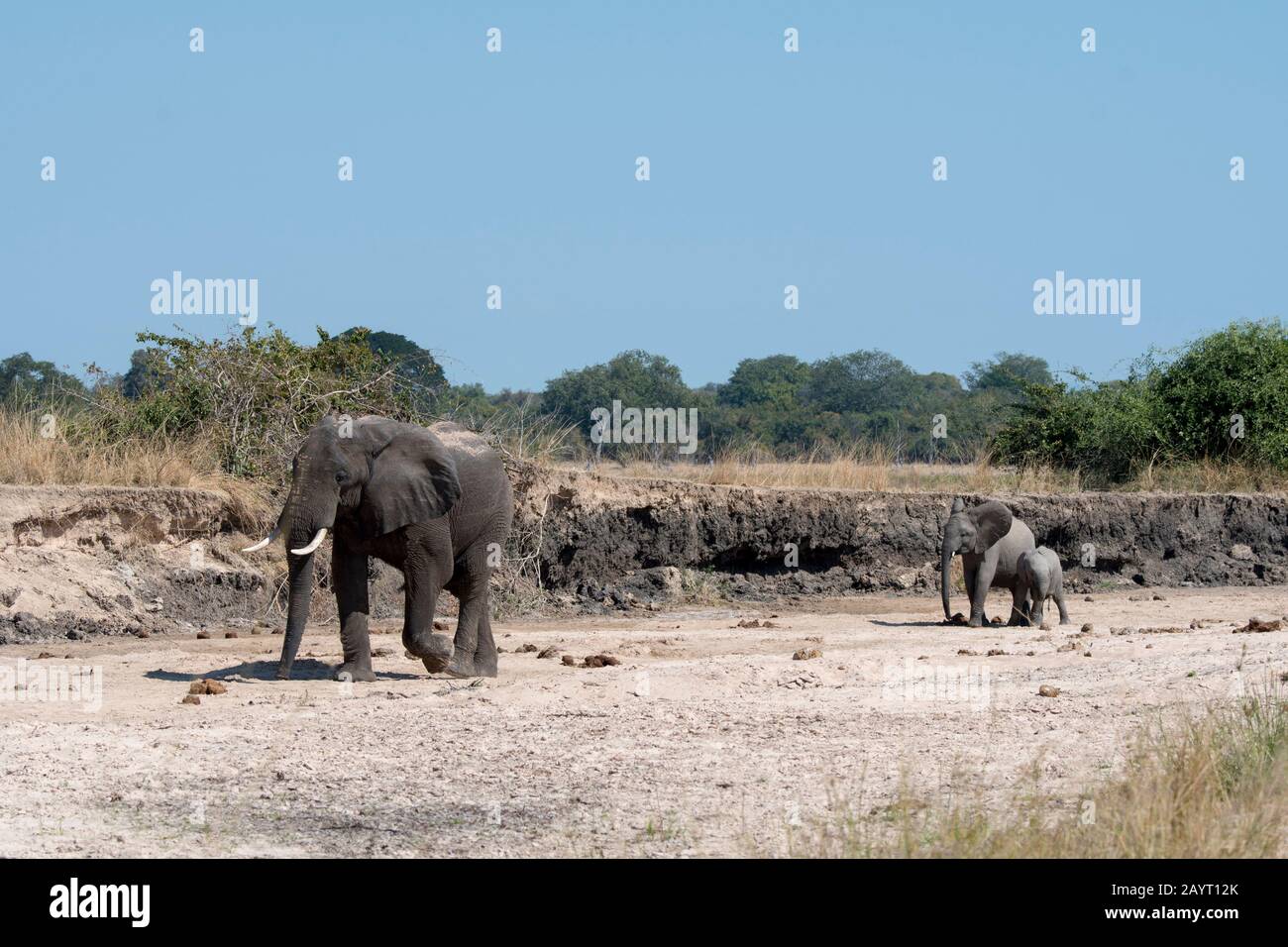 Afrikanische Elefanten (Loxodonta africana) in einem trockenen Flussbett im South Luangwa National Park im Osten Sambias. Stockfoto