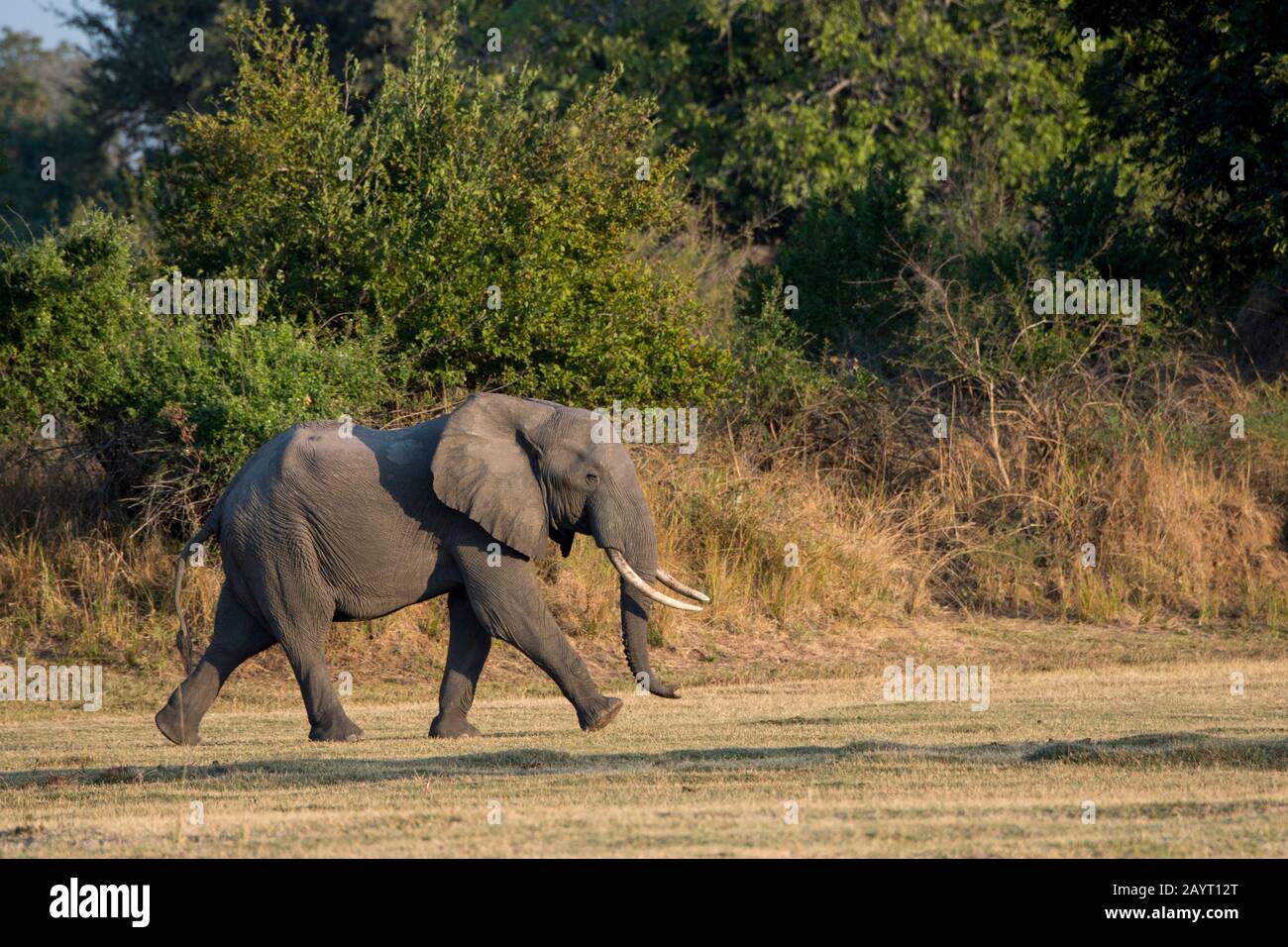 Afrikanischer Elefant (Loxodonta africana) im South Luangwa National Park im Osten Sambias. Stockfoto