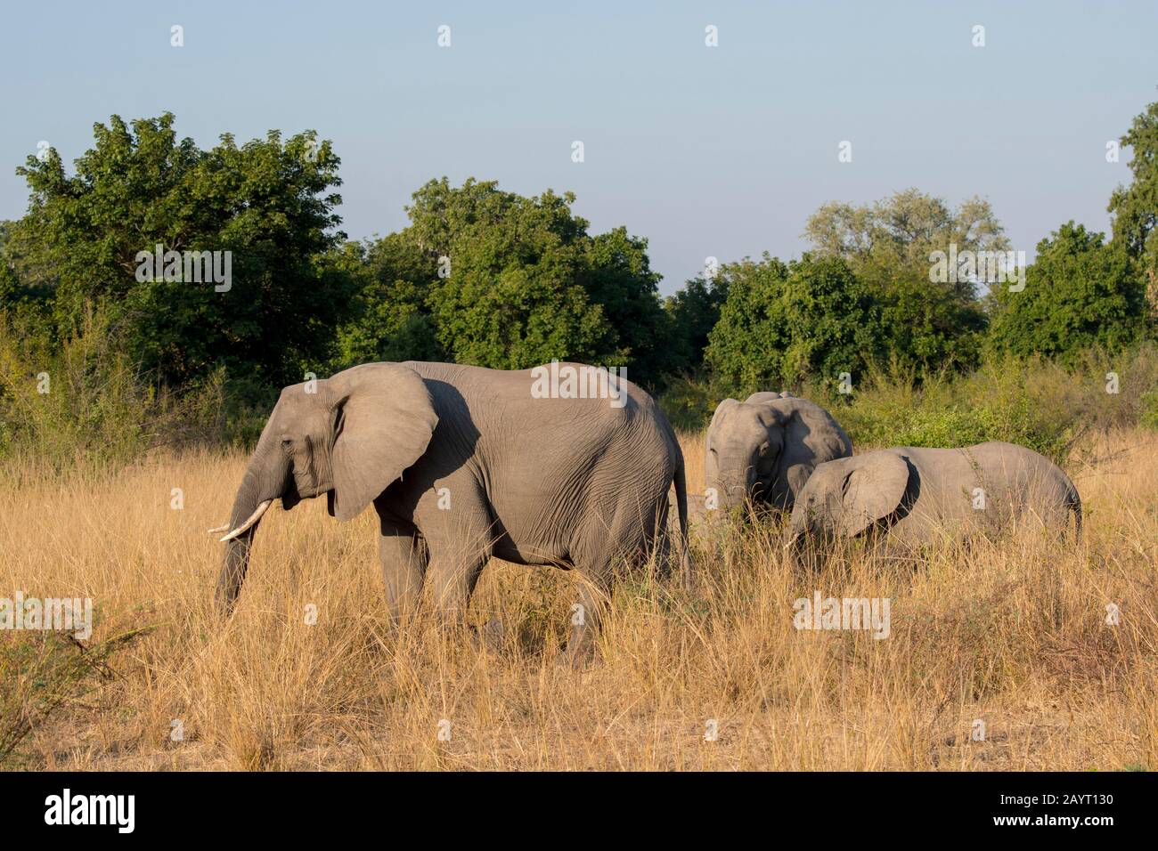 Afrikanische Elefanten (Loxodonta africana) in hohem Gras im South Luangwa National Park im Osten Sambias. Stockfoto