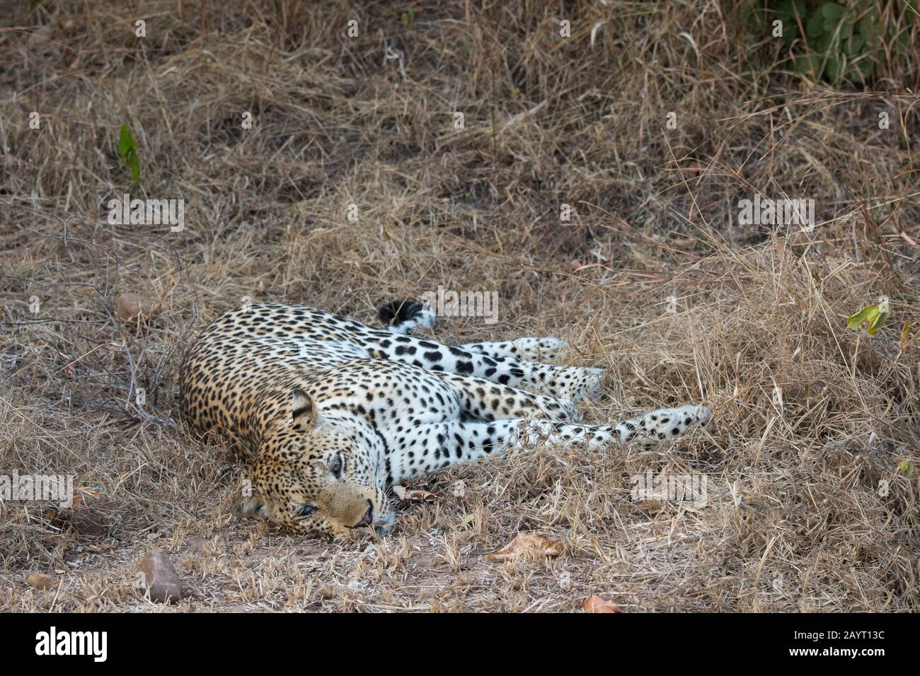 Ein Leopard (Panthera pardus) legt im South Luangwa National Park im Osten Sambias Gras an. Stockfoto