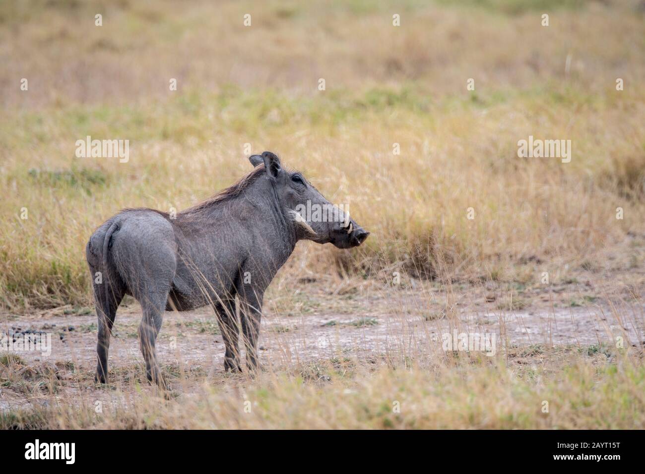 Ein häufiger Warthog (Phacochoerus africanus) im Amboseli-Nationalpark, Kenia. Stockfoto