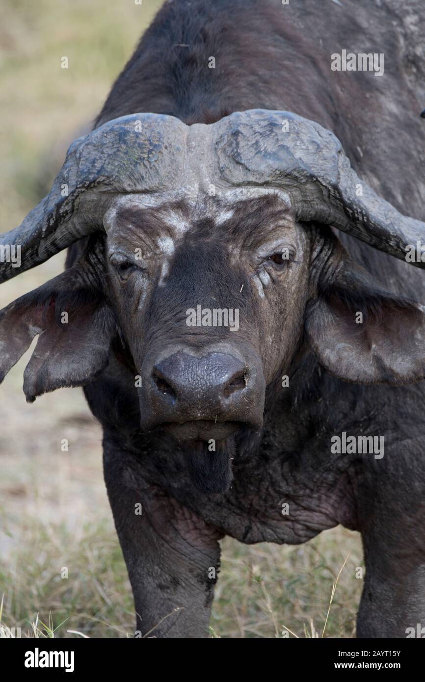 Ein Kapbüffel im Amboseli-Nationalpark, Kenia. Stockfoto