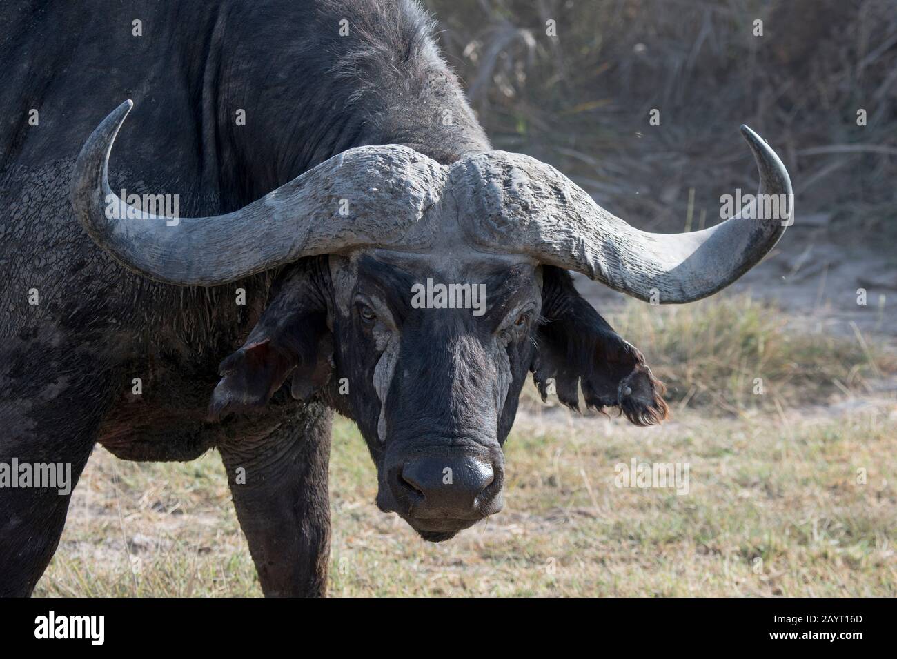Porträt eines Kapbüffels im Amboseli-Nationalpark, Kenia. Stockfoto