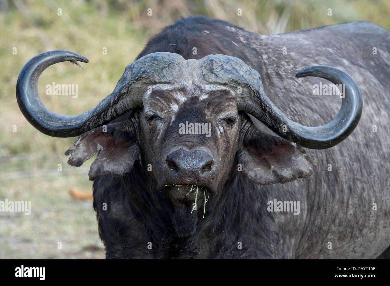 Porträt eines Kapbüffels im Amboseli-Nationalpark, Kenia. Stockfoto