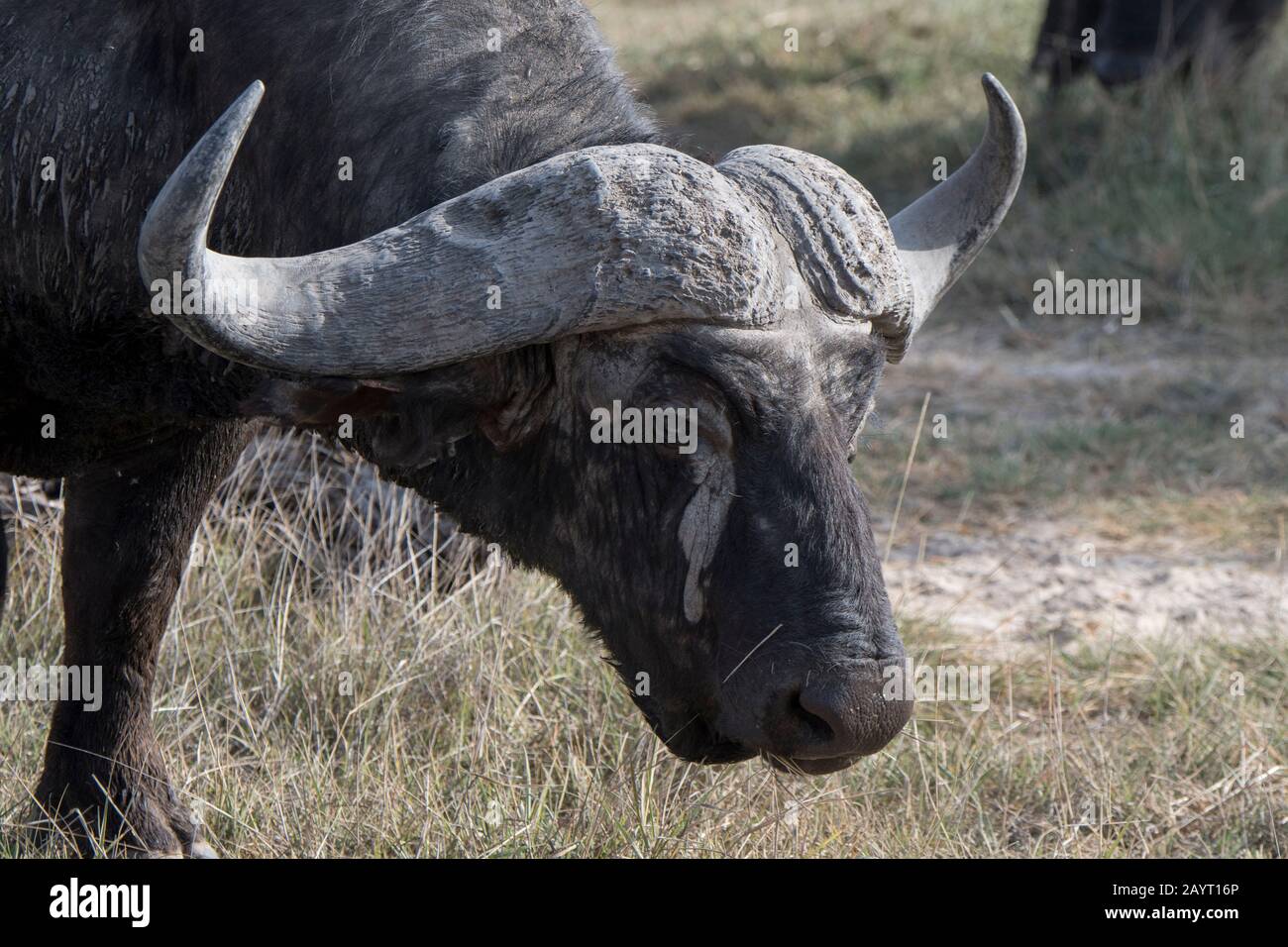 Ein Kapbüffel im Amboseli-Nationalpark, Kenia. Stockfoto