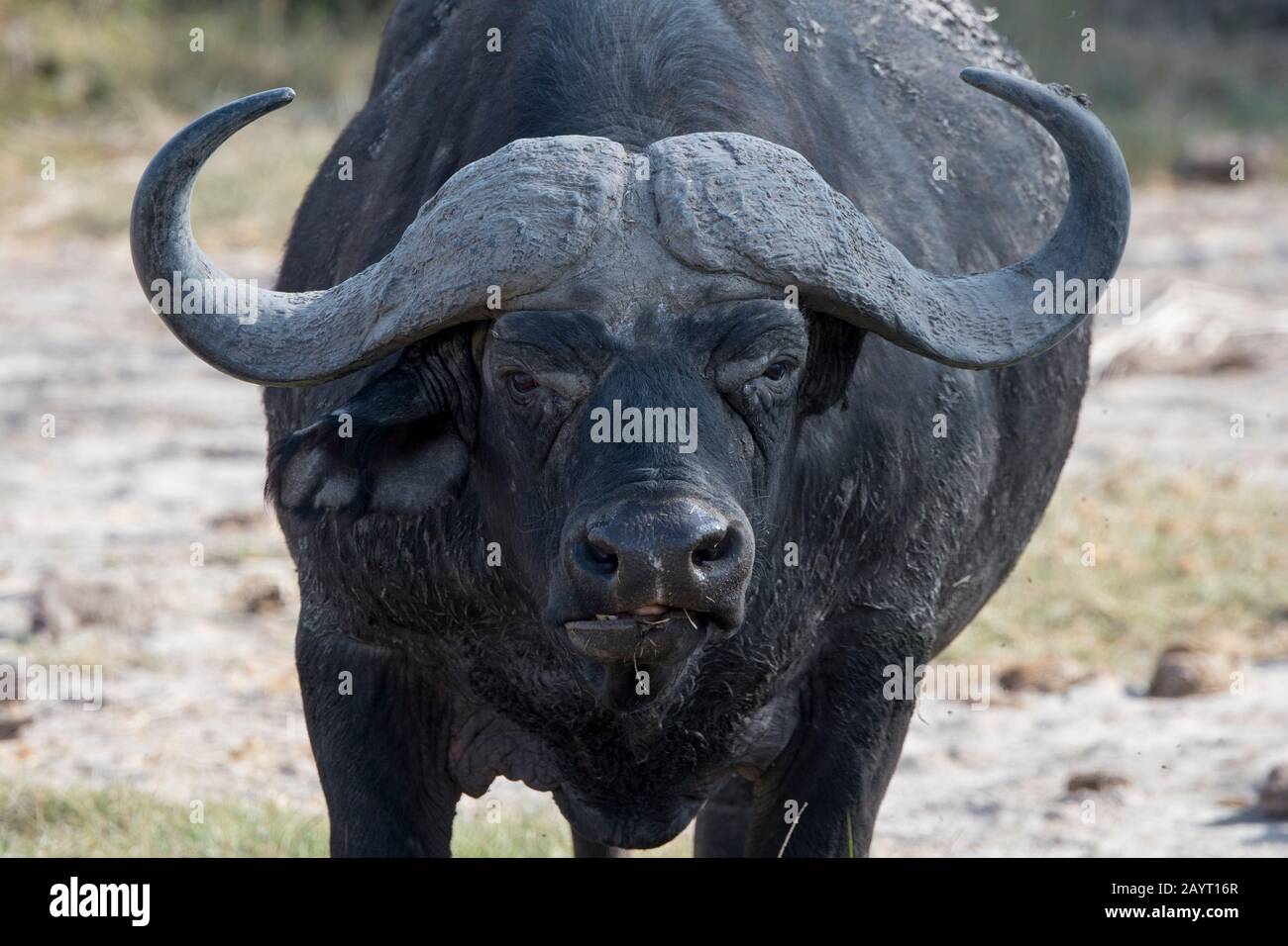 Porträt eines Kapbüffels im Amboseli-Nationalpark, Kenia. Stockfoto
