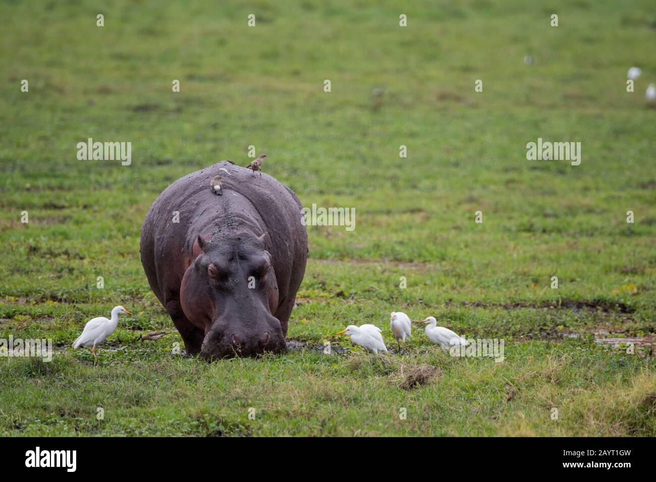 Ein von Rinderegrets umgebenen Flusspferd (Hippopotamus amphibisch) ernährt sich in einem Sumpf im Amboseli-Nationalpark, Kenia. Stockfoto