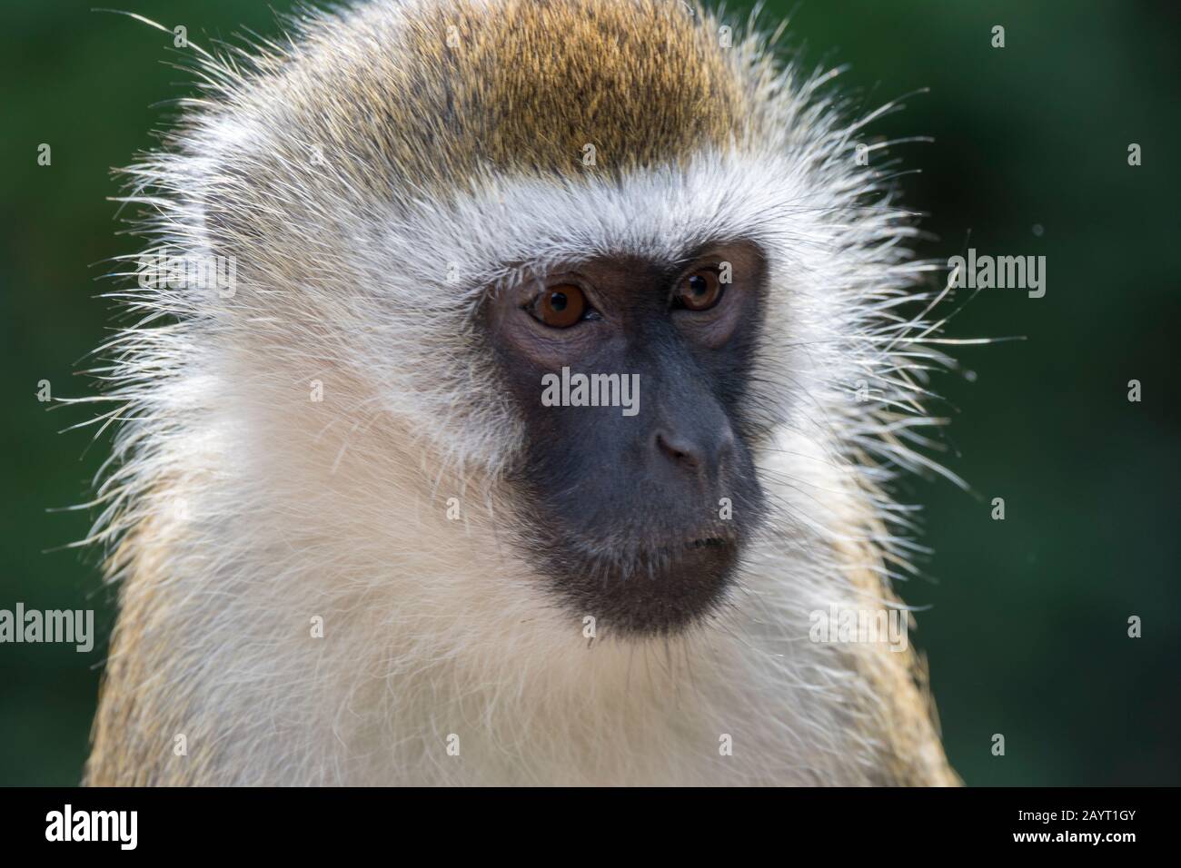 Porträt eines Vervet-Affen (Chlorocebus pygerythrus) im Amboseli-Nationalpark, Kenia. Stockfoto