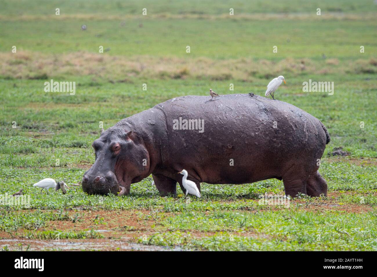 Ein von Rinderegrets umgebenen Flusspferd (Hippopotamus amphibisch) ernährt sich in einem Sumpf im Amboseli-Nationalpark, Kenia. Stockfoto