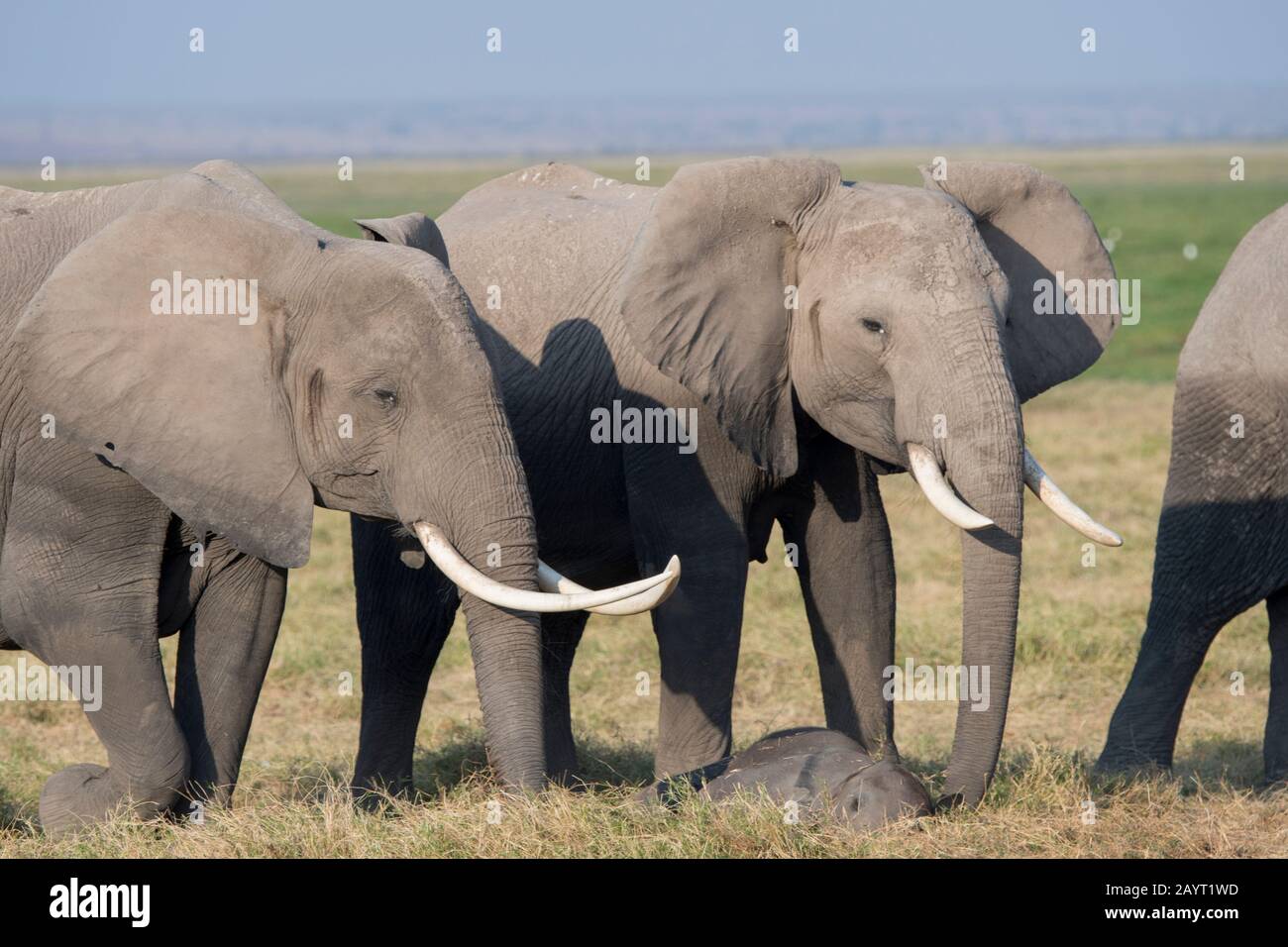 Afrikanische Elefanten (Loxodonta africana) schnüffeln schlafendes Baby im Amboseli-Nationalpark in Kenia. Stockfoto
