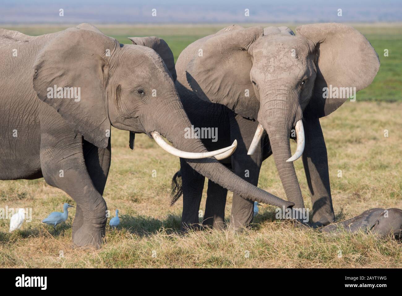 Afrikanische Elefanten (Loxodonta africana) schnüffeln schlafendes Baby im Amboseli-Nationalpark in Kenia. Stockfoto