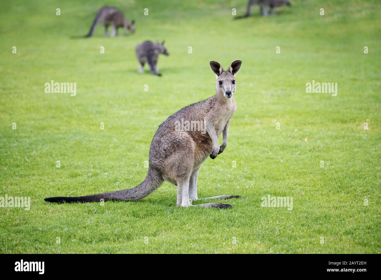 Wildes, feuchtes, juveniles östliches graues Känguru ( Macropus giganteus) mit anderen Kängurus aus seinem Mob im Hintergrund Stockfoto