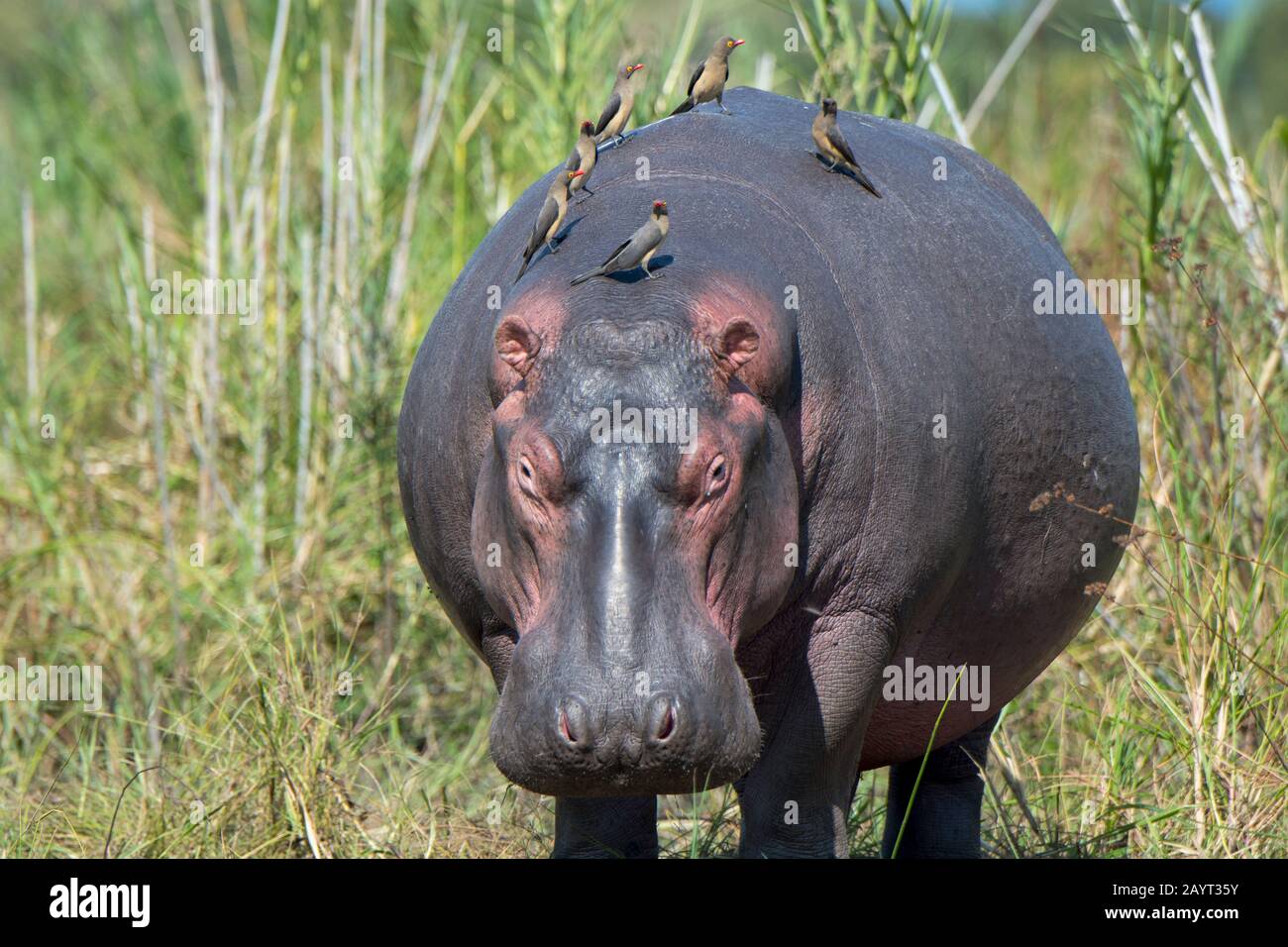 Ein Hippopotamus (Hippopotamus amphibius) mit rötlich abgerechneten Oxpeckern (Buphagus erythrorhynchus) Vögel am Ufer des Shire River im Liwonde National Stockfoto