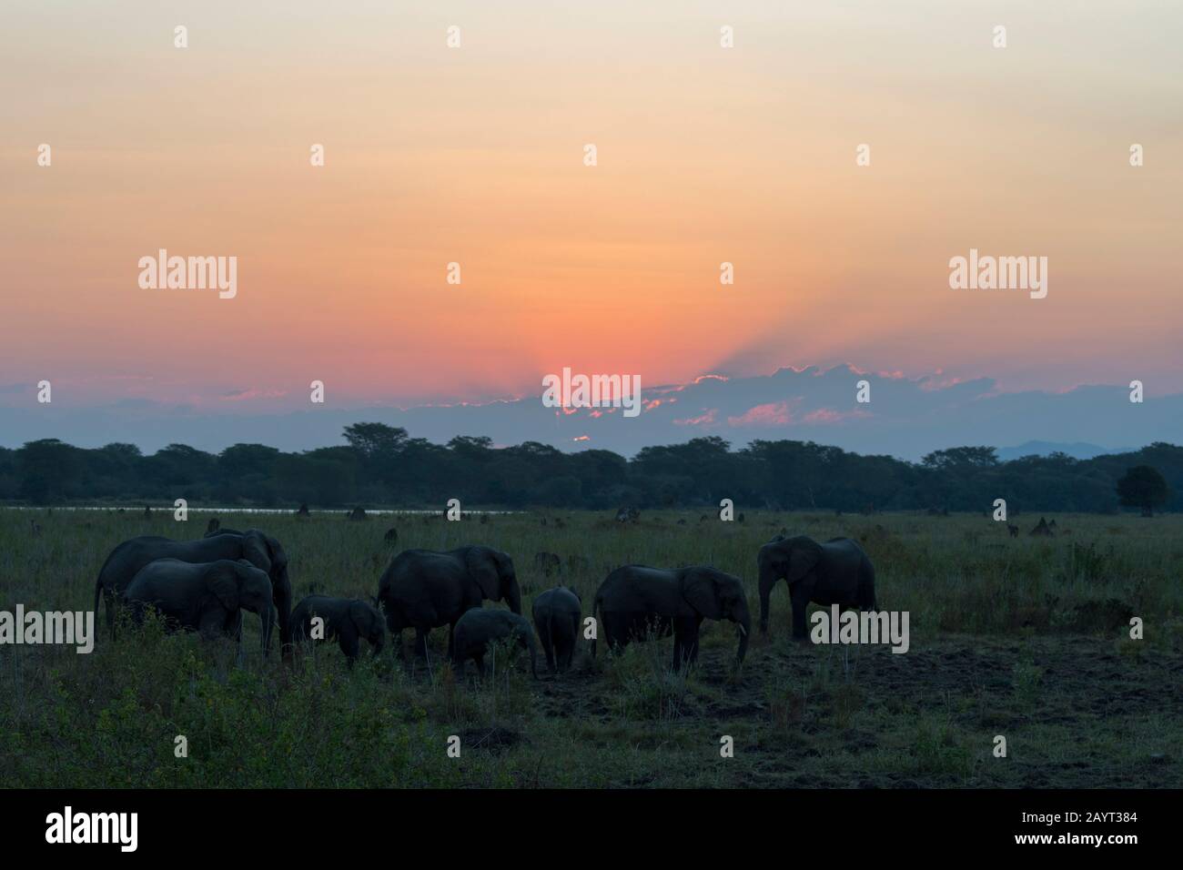 Eine Gruppe afrikanischer Elefanten bei Sonnenuntergang am Ufer des Shire River im Liwonde National Park, Malawi. Stockfoto