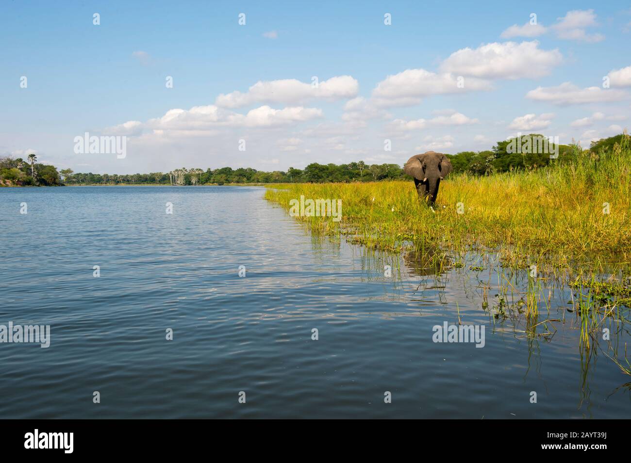 Ein afrikanischer Elefantenbulle (Loxodonta africana) am Ufer des Shire River im Liwonde-Nationalpark, Malawi. Stockfoto