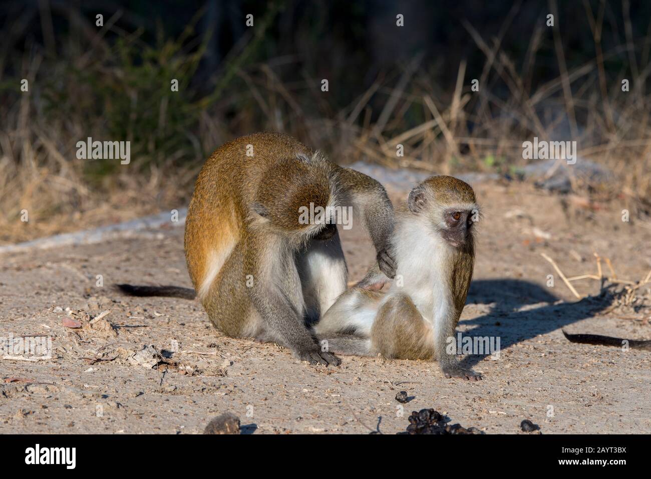 Ein Vervet-Affe (Chlorocebus pygerythrus) stöhnt ihr Baby im Liwonde National Park, Malawi. Stockfoto