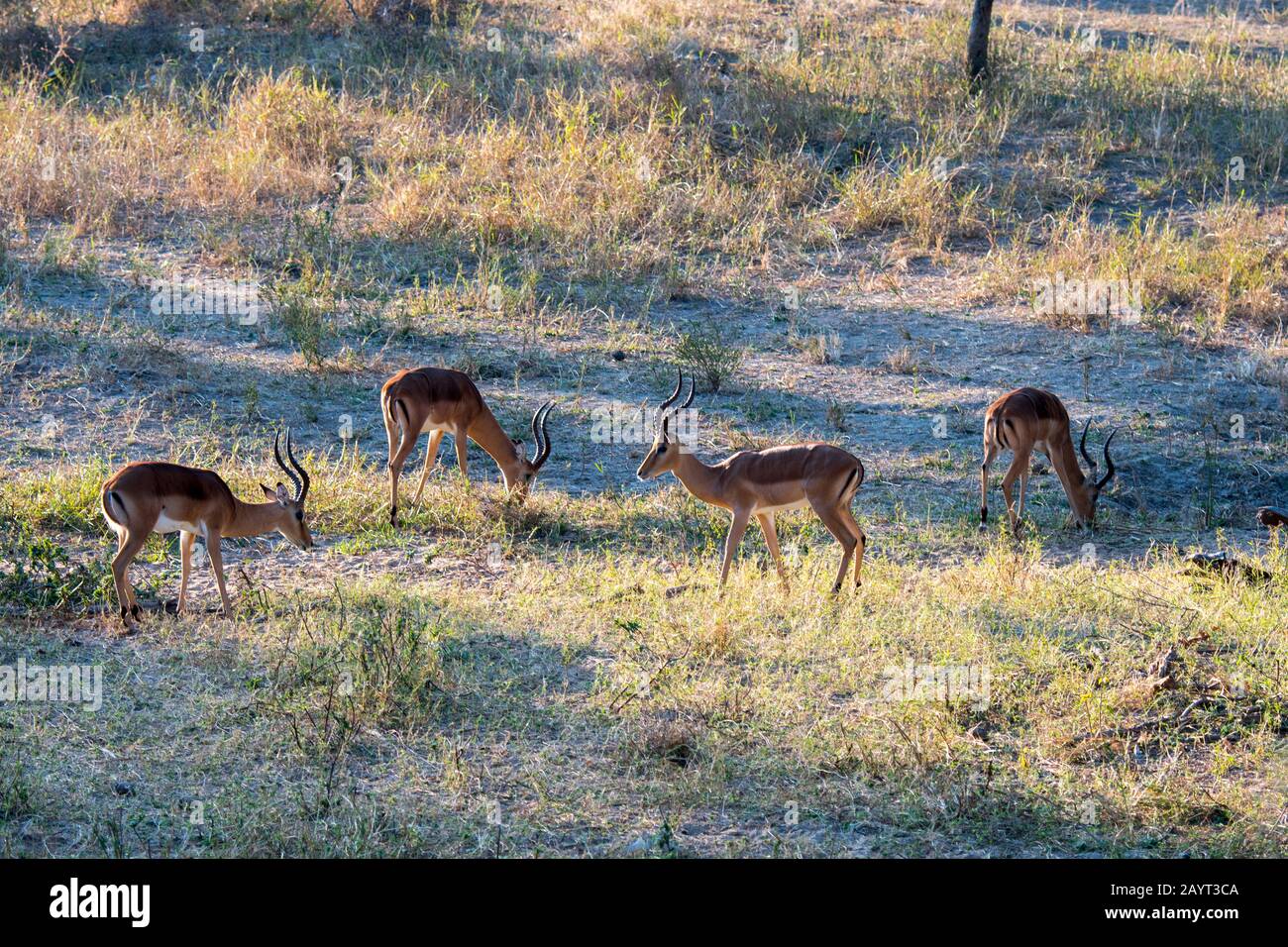 Eine Bachelor-Herde männlicher Impalas (Aepyceros melampus) im Liwonde-Nationalpark, Malawi. Stockfoto