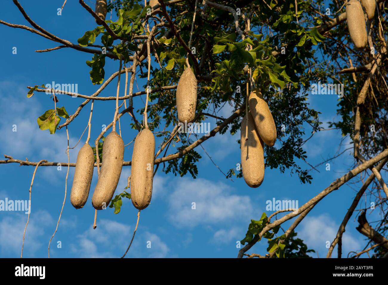 Wurstbaum (Kigelia) mit Früchten im Liwonde-Nationalpark, Malawi. Stockfoto