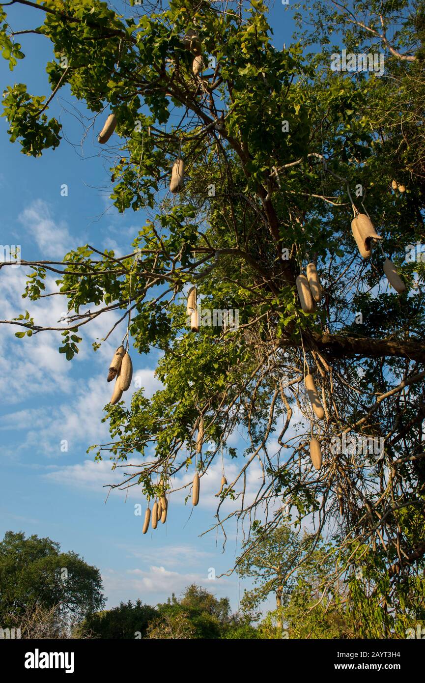 Wurstbaum (Kigelia) mit Früchten im Liwonde-Nationalpark, Malawi. Stockfoto