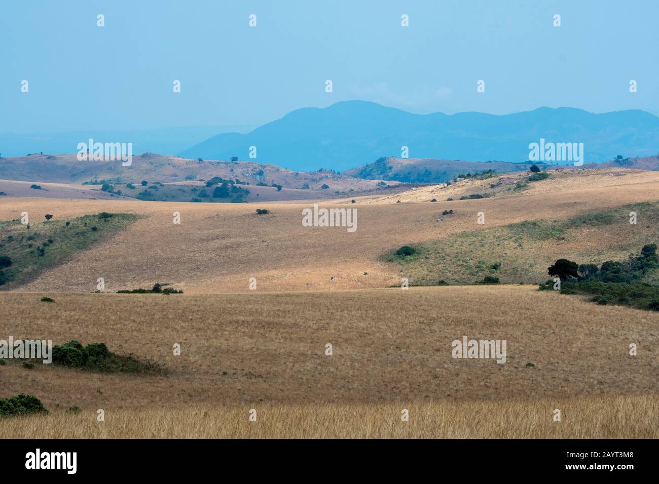 Blick auf die Wiesen und sanften Hügel des Nyika-Plateaus, Nyika-Nationalpark in Malawi. Stockfoto