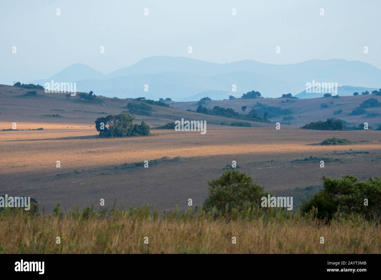 Blick auf die Wiesen und sanften Hügel des Nyika-Plateaus, Nyika-Nationalpark in Malawi. Stockfoto