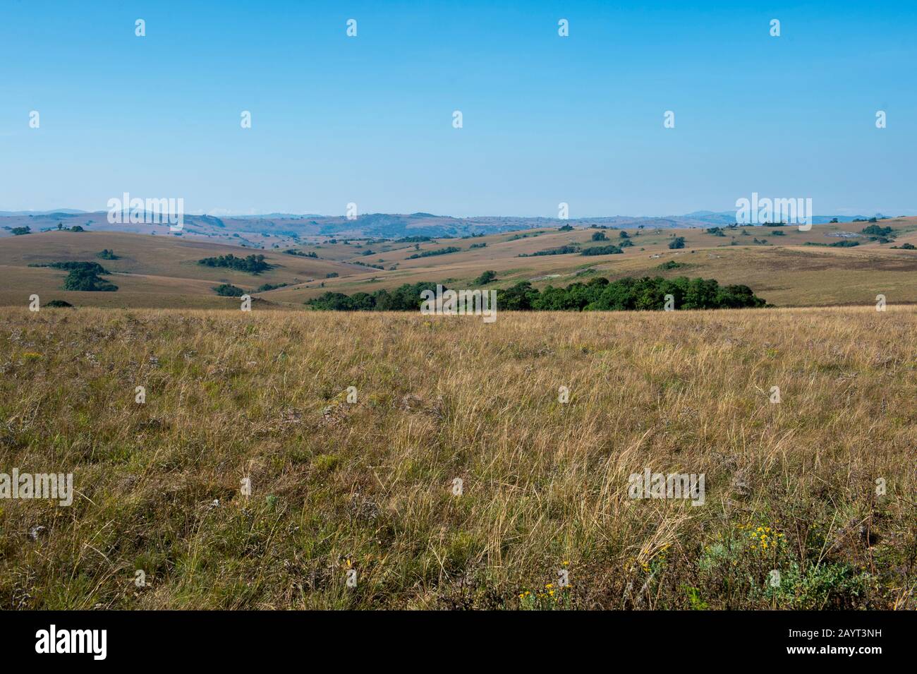 Blick auf die Wiesen und sanften Hügel des Nyika-Plateaus, Nyika-Nationalpark in Malawi. Stockfoto