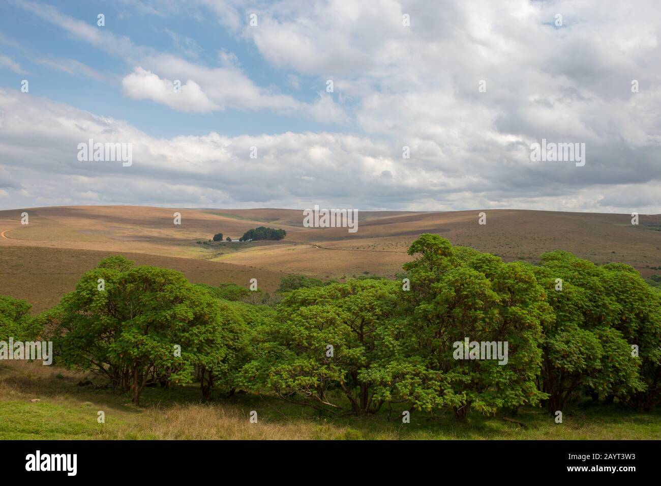 Ein heimischer Hagenia Baumwald auf dem Nyika-Plateau, Nyika-Nationalpark in Malawi. Stockfoto