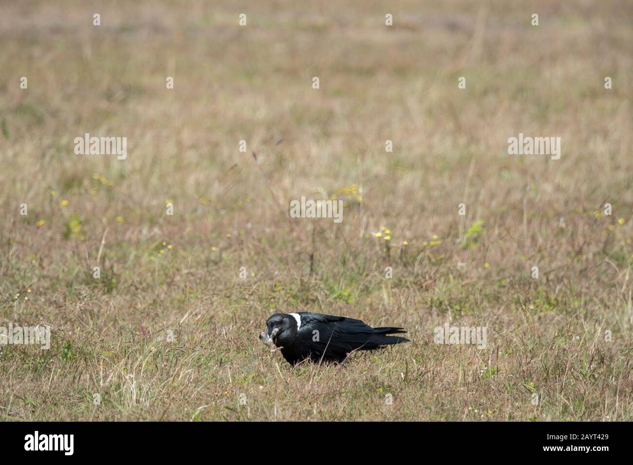 Ein Weißhalsraven (Corvus albicollis) isst einen Frosch in den Grasländern des Nyika-Plateaus, Nyika-Nationalpark in Malawi. Stockfoto