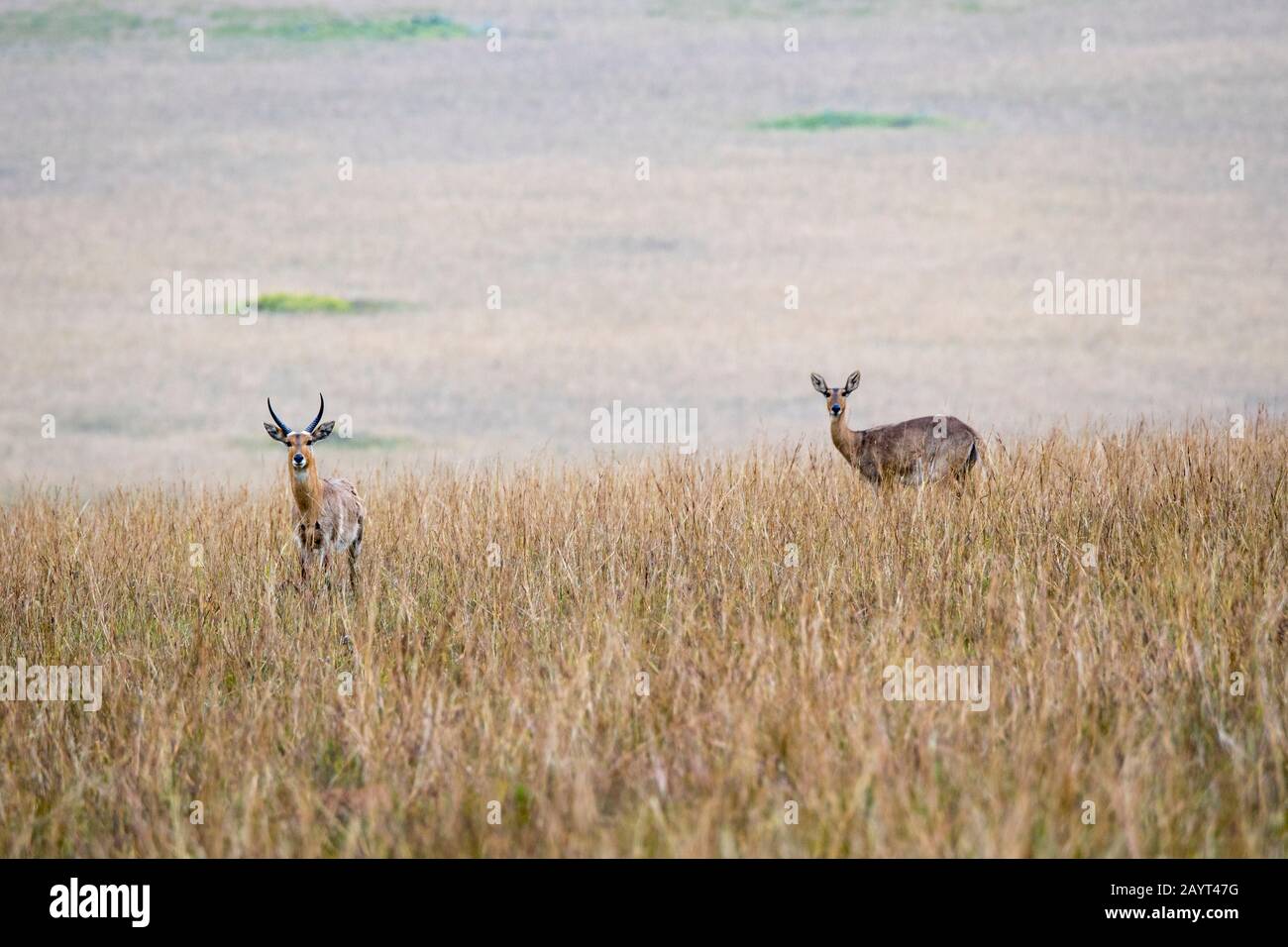 Ein männlicher und weiblicher Südbuck oder gewöhnlicher Reedbuck (Redunca arundinum) in den Grasländern des Nyika-Plateaus, Nyika-Nationalpark in Malawi. Stockfoto