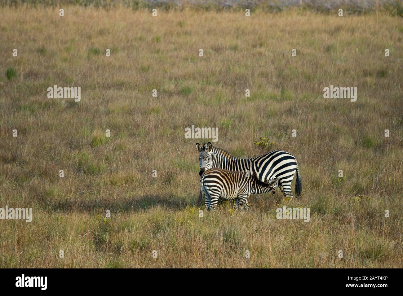 Crayshaws (Crawshay) Zebra (Equus quagga crawshayi) Pflegebaby in den Grasländern des Nyika-Plateaus, Nyika-Nationalpark in Malawi. Stockfoto