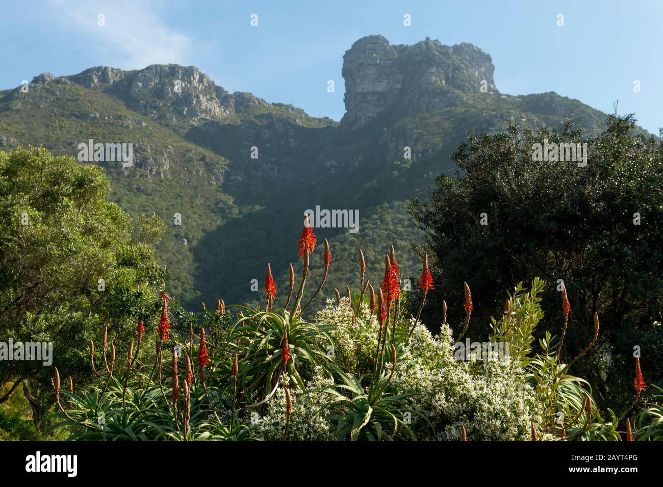 Die Aloe blüht im Kirstenbosch National Botanical Gardens in Kapstadt, Südafrika mit Tafelberg im Hintergrund. Stockfoto