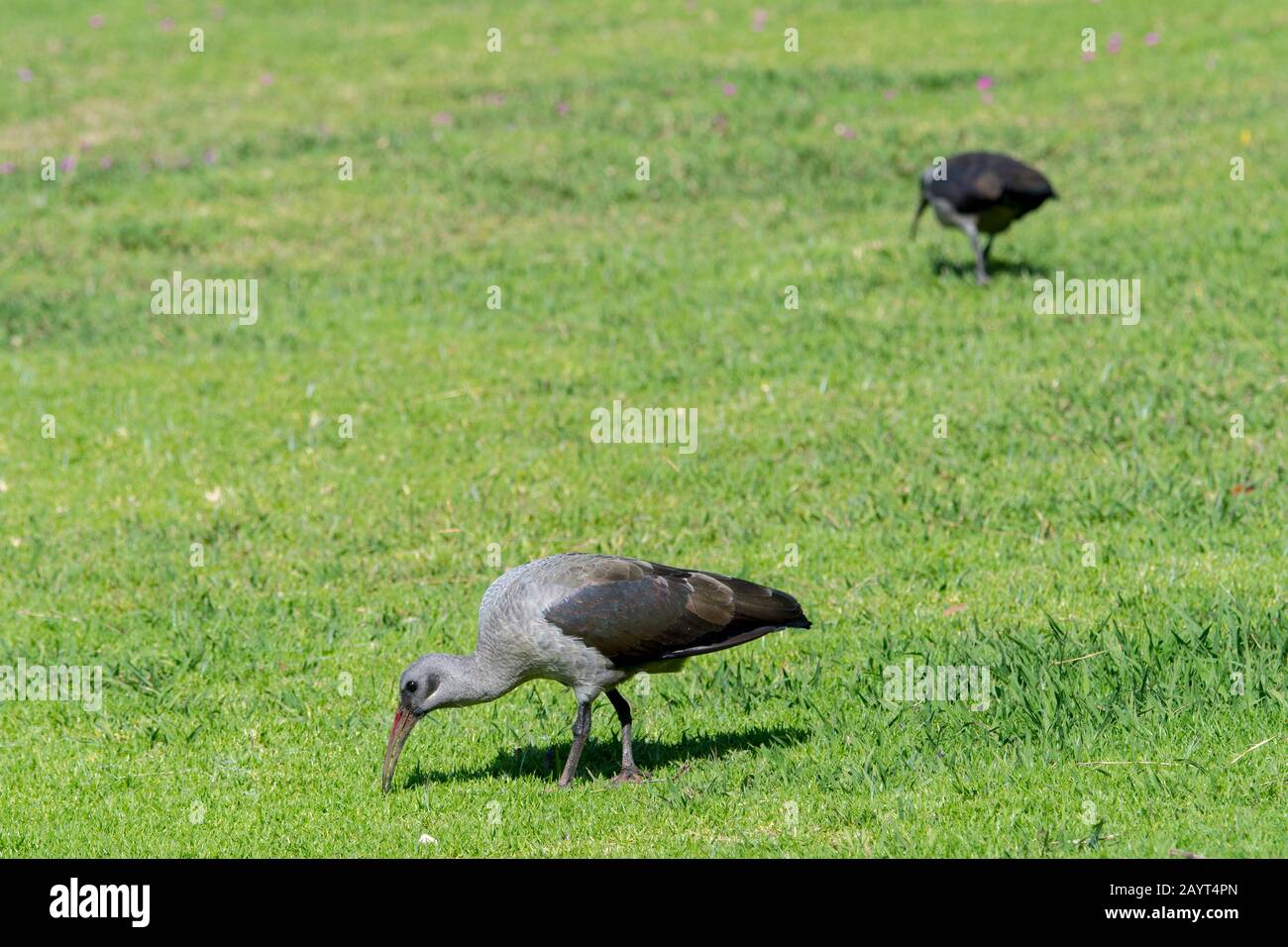 Hadada Ibises (Bostrychia hagedash), die auf einem Rasen im Kirstenbosch Botanical Gardens in Kapstadt, Südafrika speisen. Stockfoto